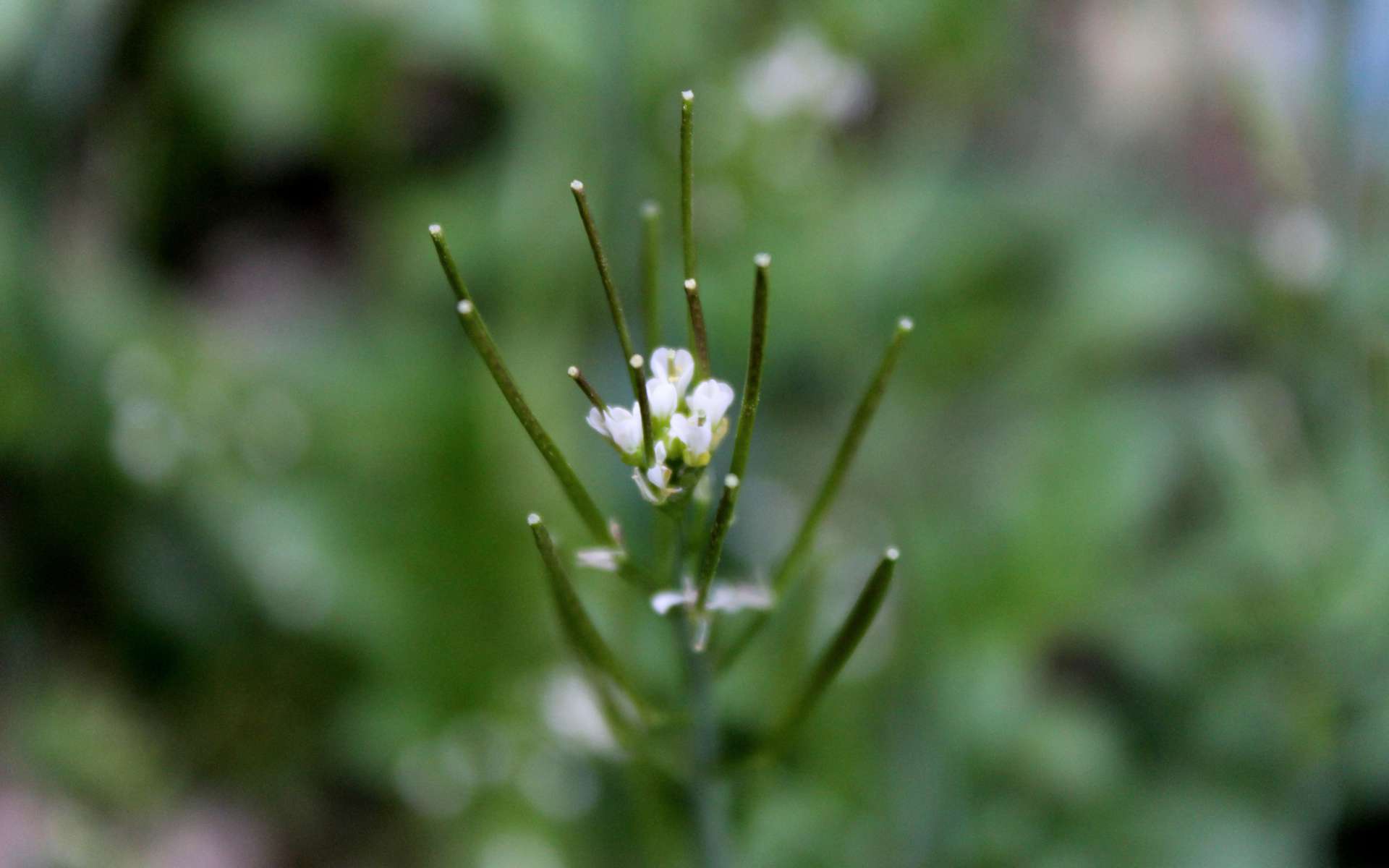 Cardamine hirsute - fleurs et fruits (Crédits : Léa Charbonnier)