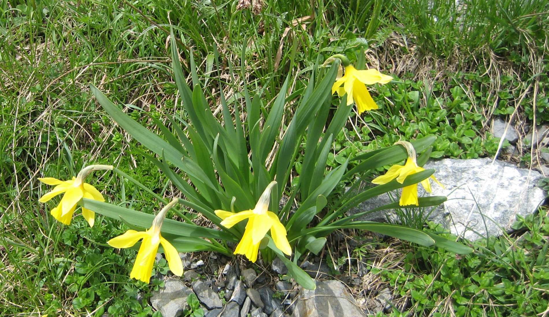 Narcisse (crédits: Evelyne Liauzun)