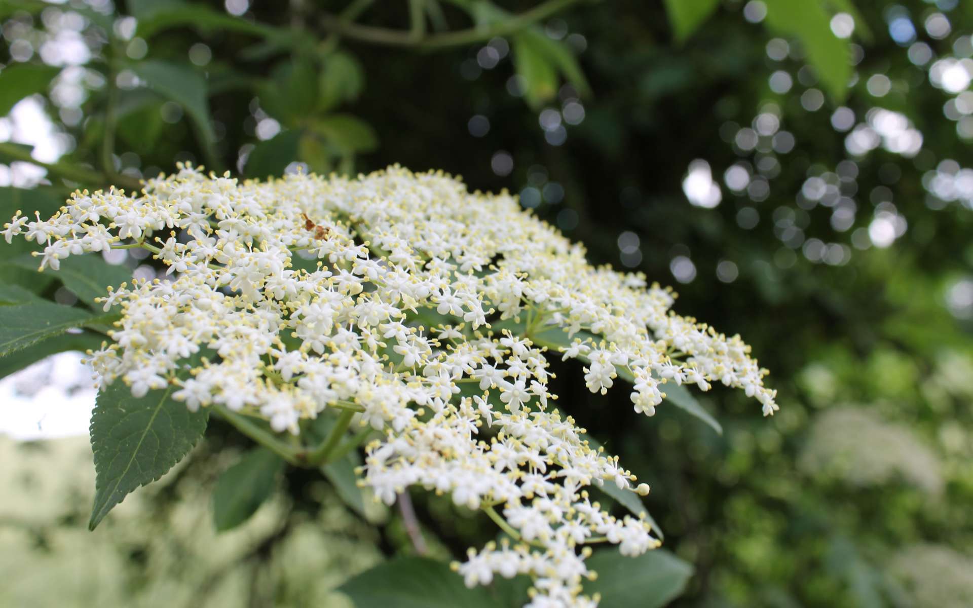 Sureau noir - fleurs (Crédits : Léa Charbonnier)