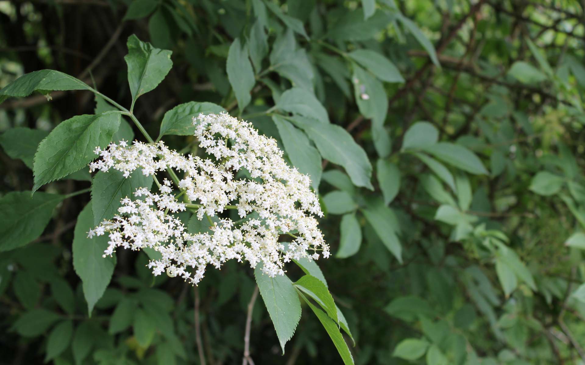 Sureau noir - fleurs et feuillles (Crédits : Léa Charbonnier)