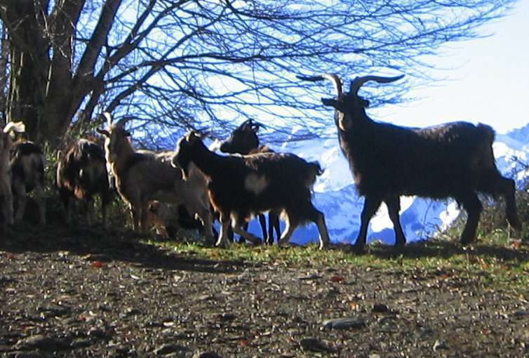 chèvres et bouc (Crédits: Evelyne Liauzun)