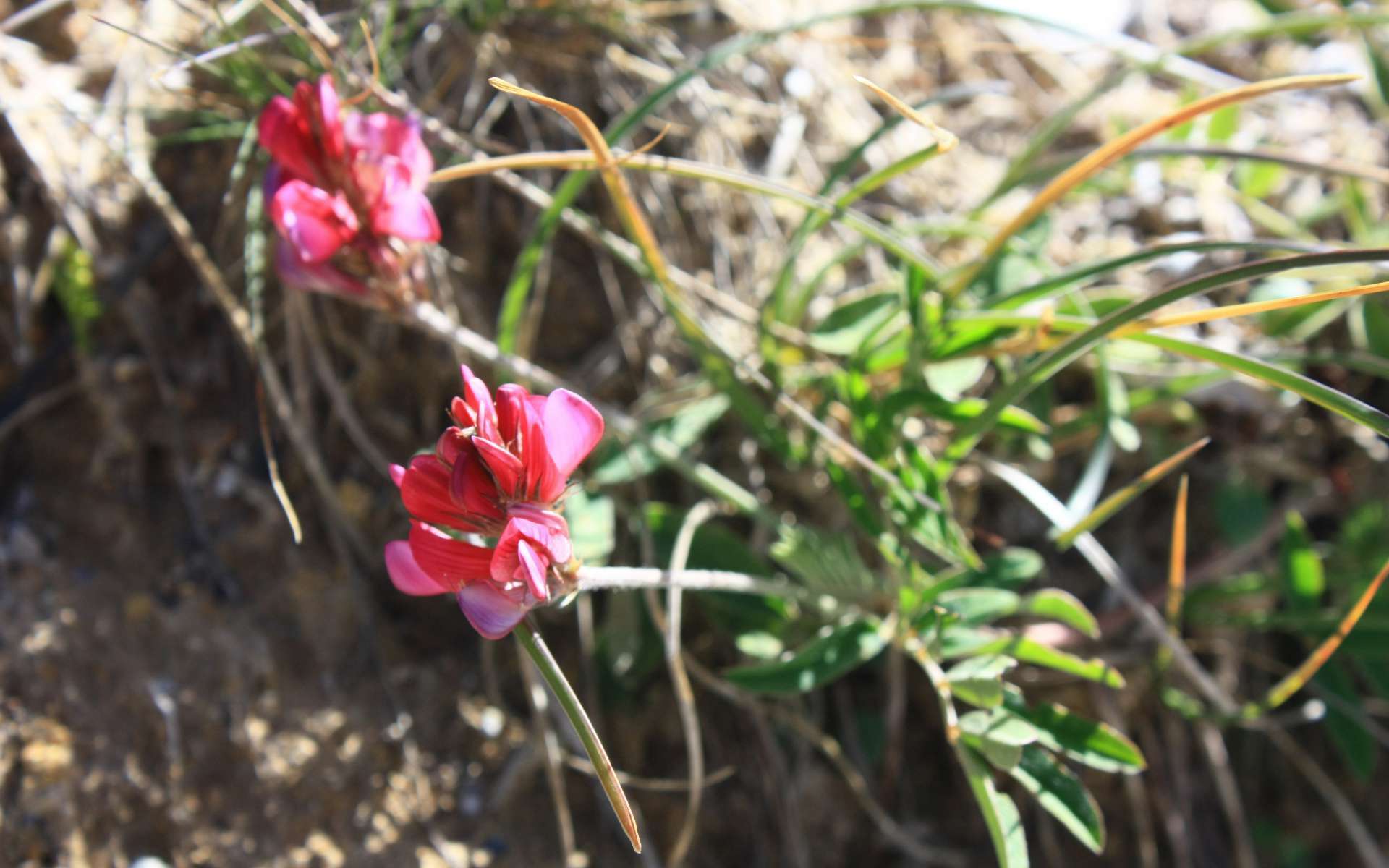 Sainfoin des montagnes (Crédits : Cyril Gautreau)