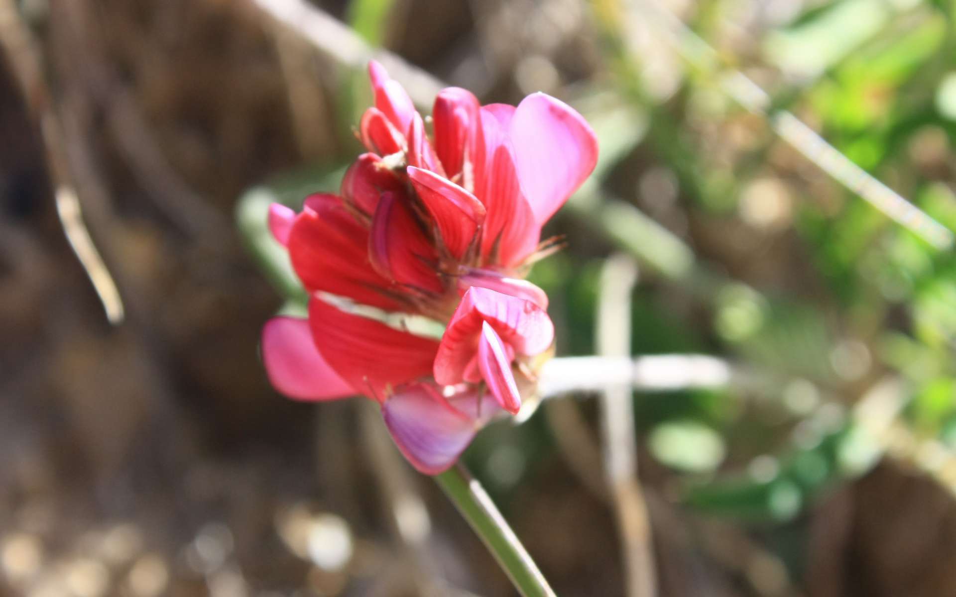 Sainfoin des montagnes (Crédits : Cyril Gautreau)