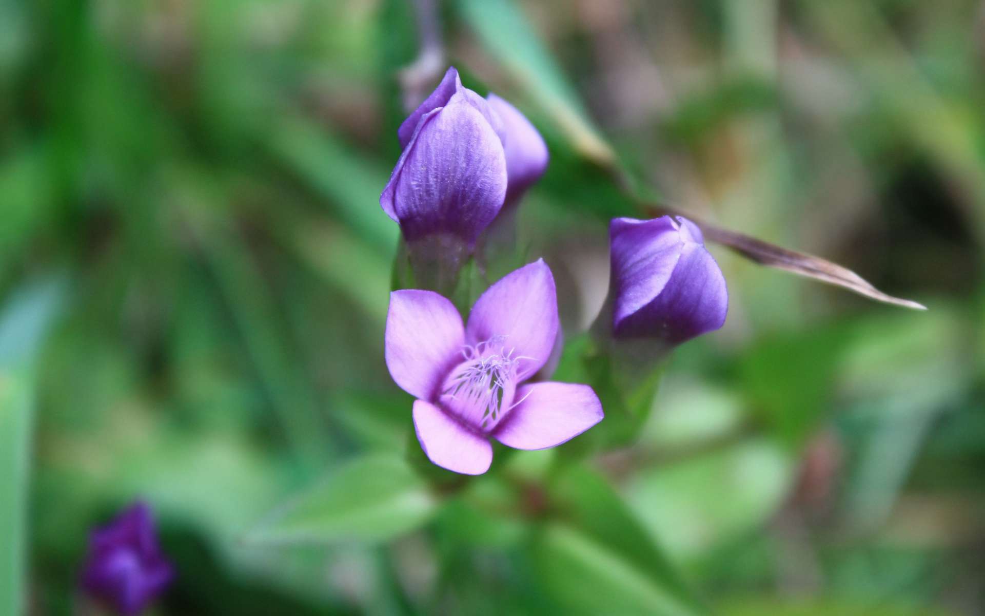 Gentiane des champs - fleurs (Crédits : Cyril Gautreau)