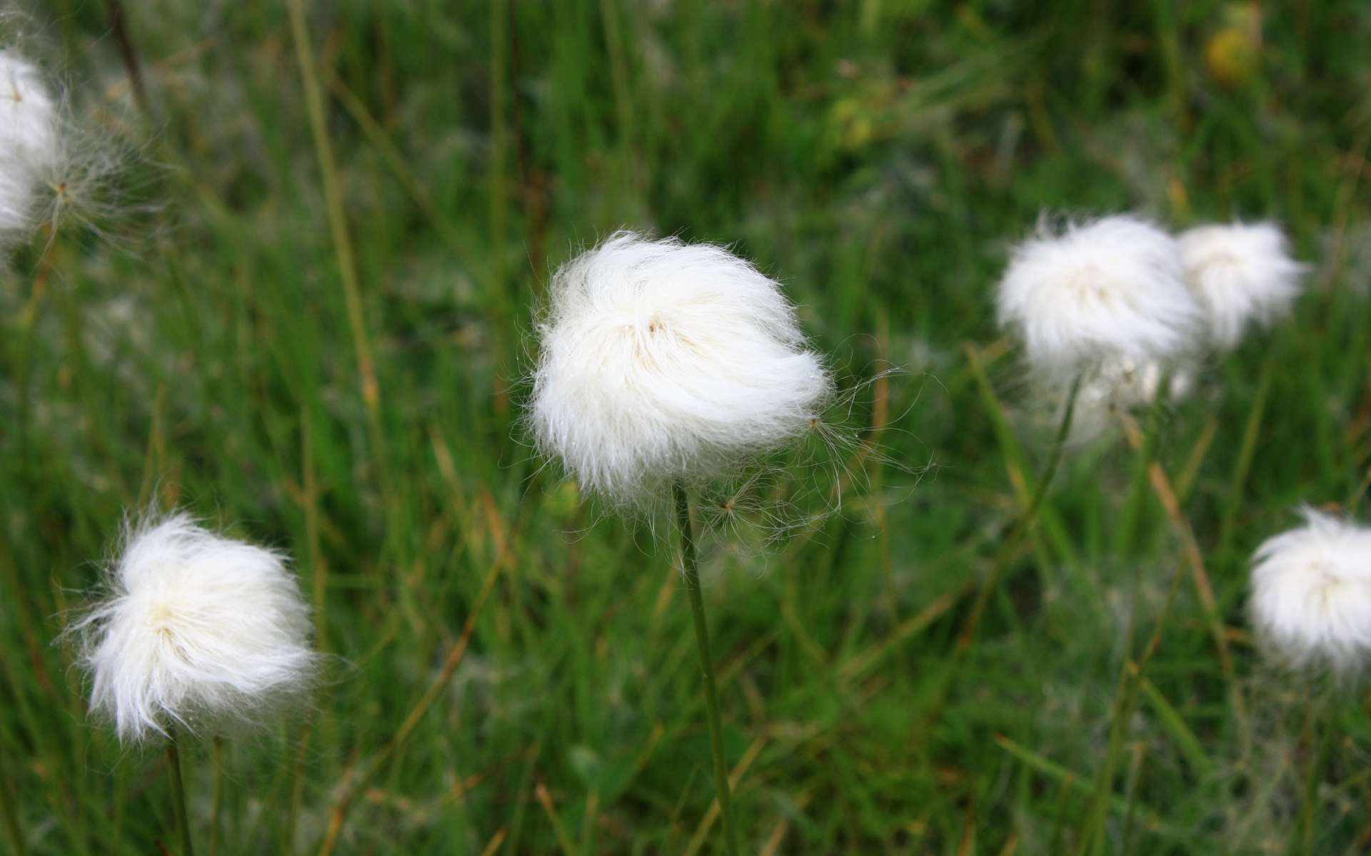 Linaigrette de Scheuchzer (Crédits : Cyril Gautreau)