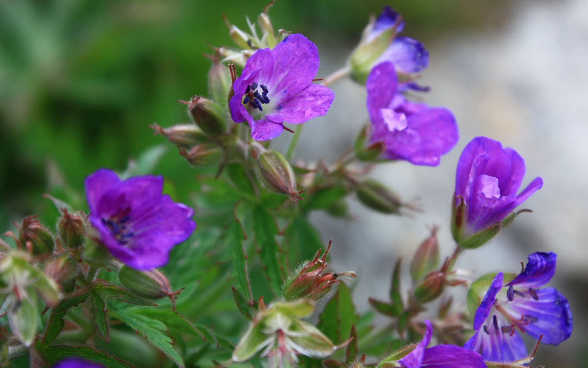 Géranium des bois - fleurs (Crédits : Cyril Gautreau)