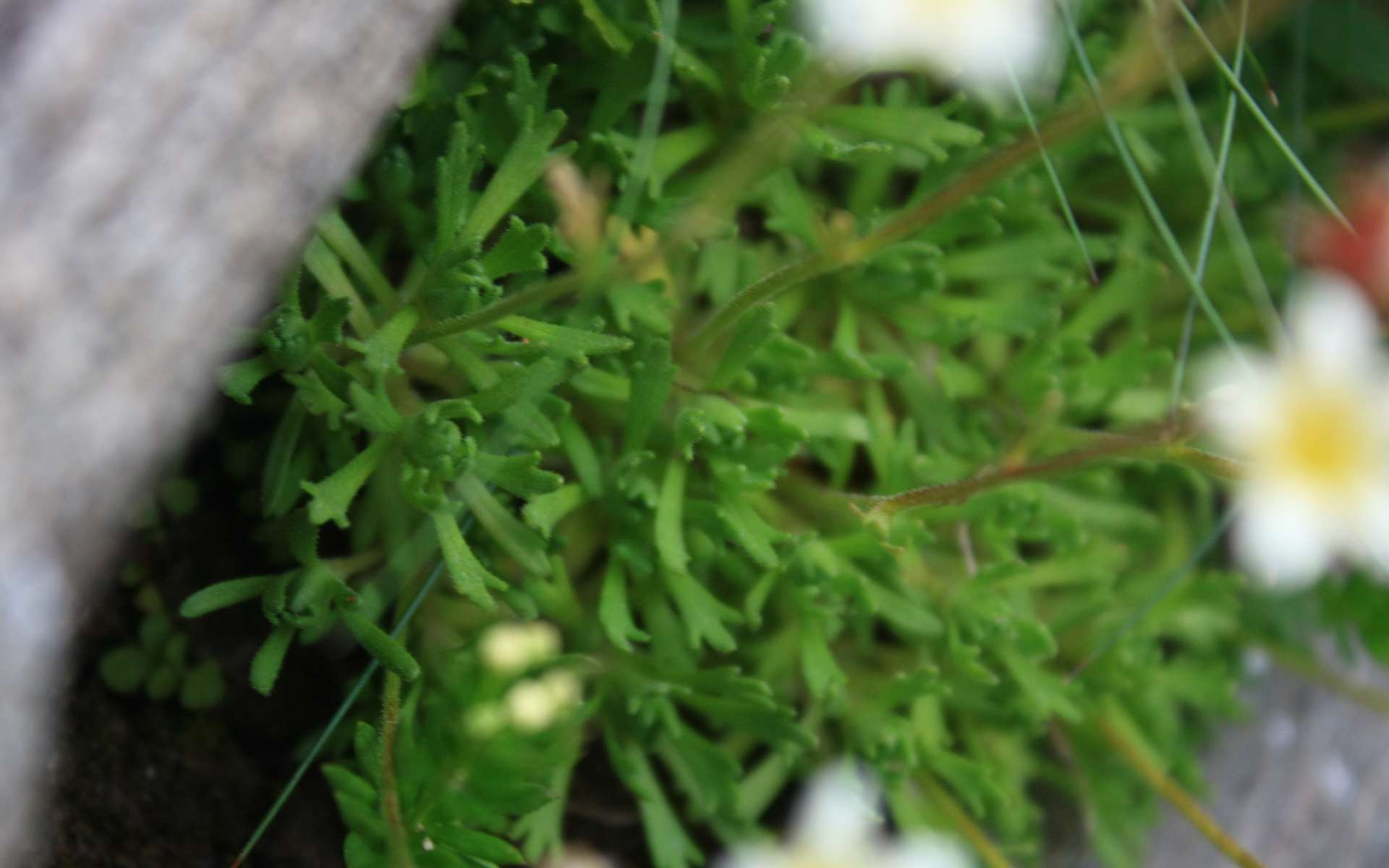 Saxifraga sillonée - feuilles (Crédits : Cyril Gautreau)