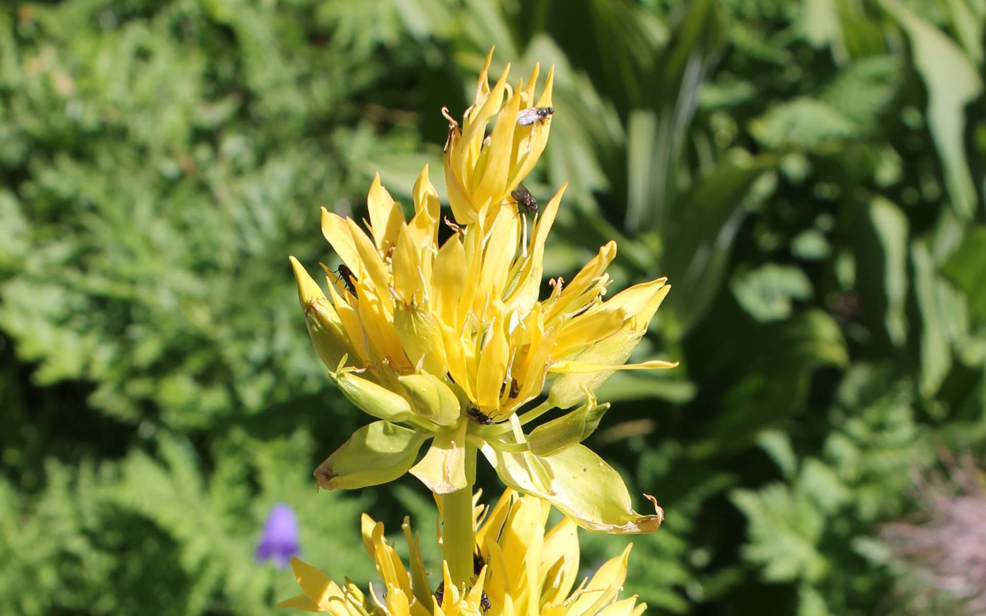 Gentiane jaune (Crédits : Léa Charbonnier)