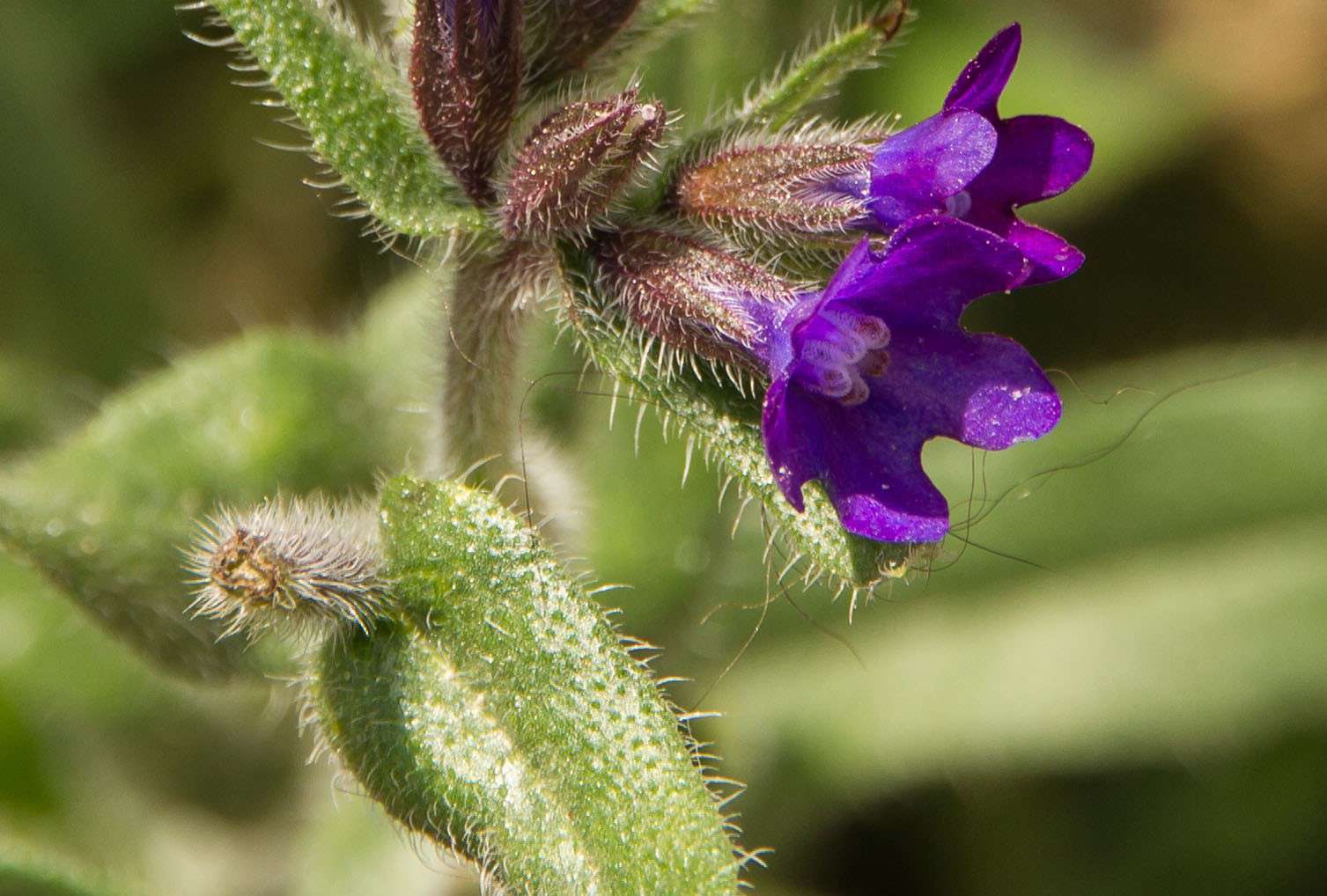 Buglosse officinale (Crédits: Bernard Deman)