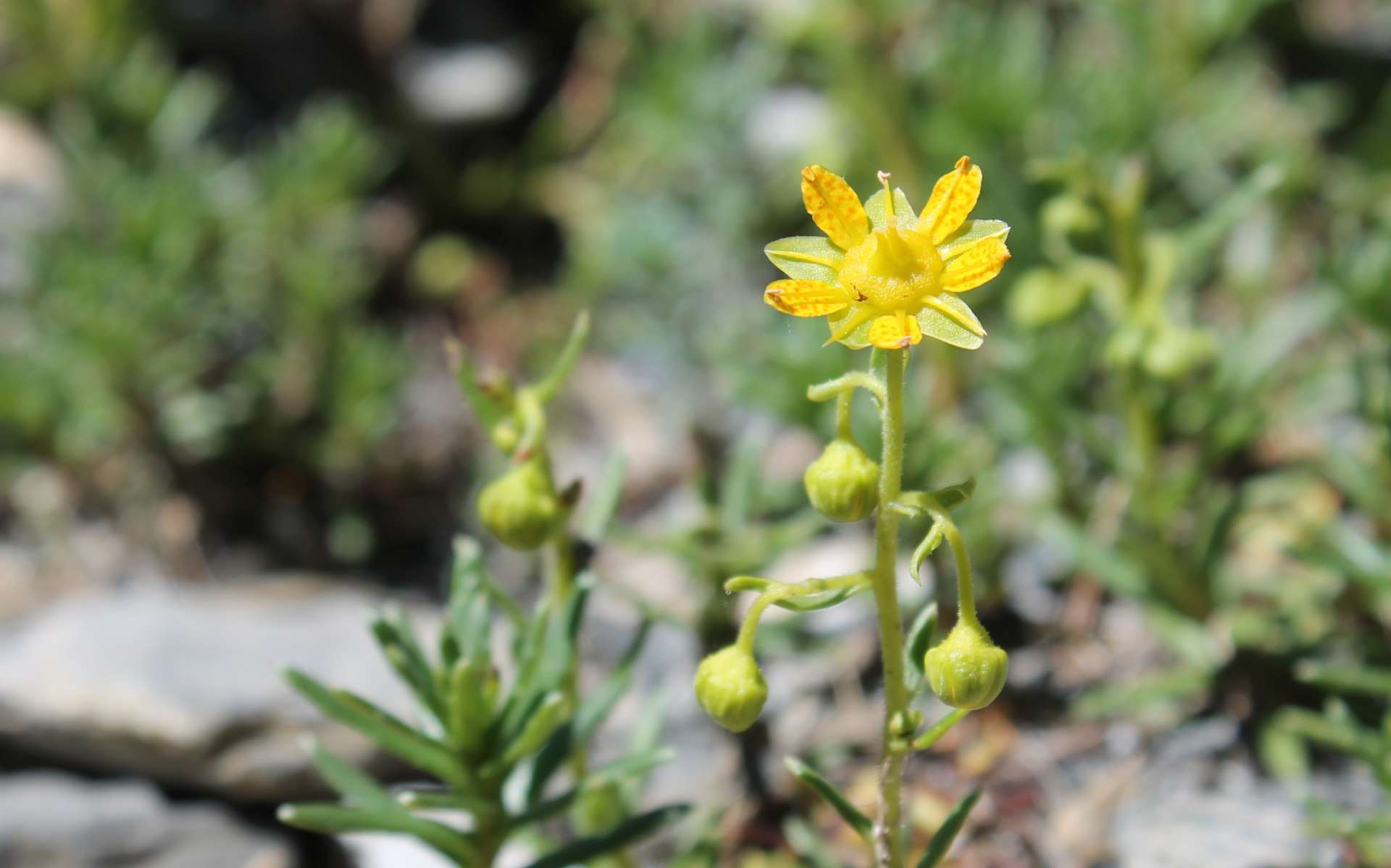 Saxifrage faux-orpin (Crédits : Léa Charbonnier)