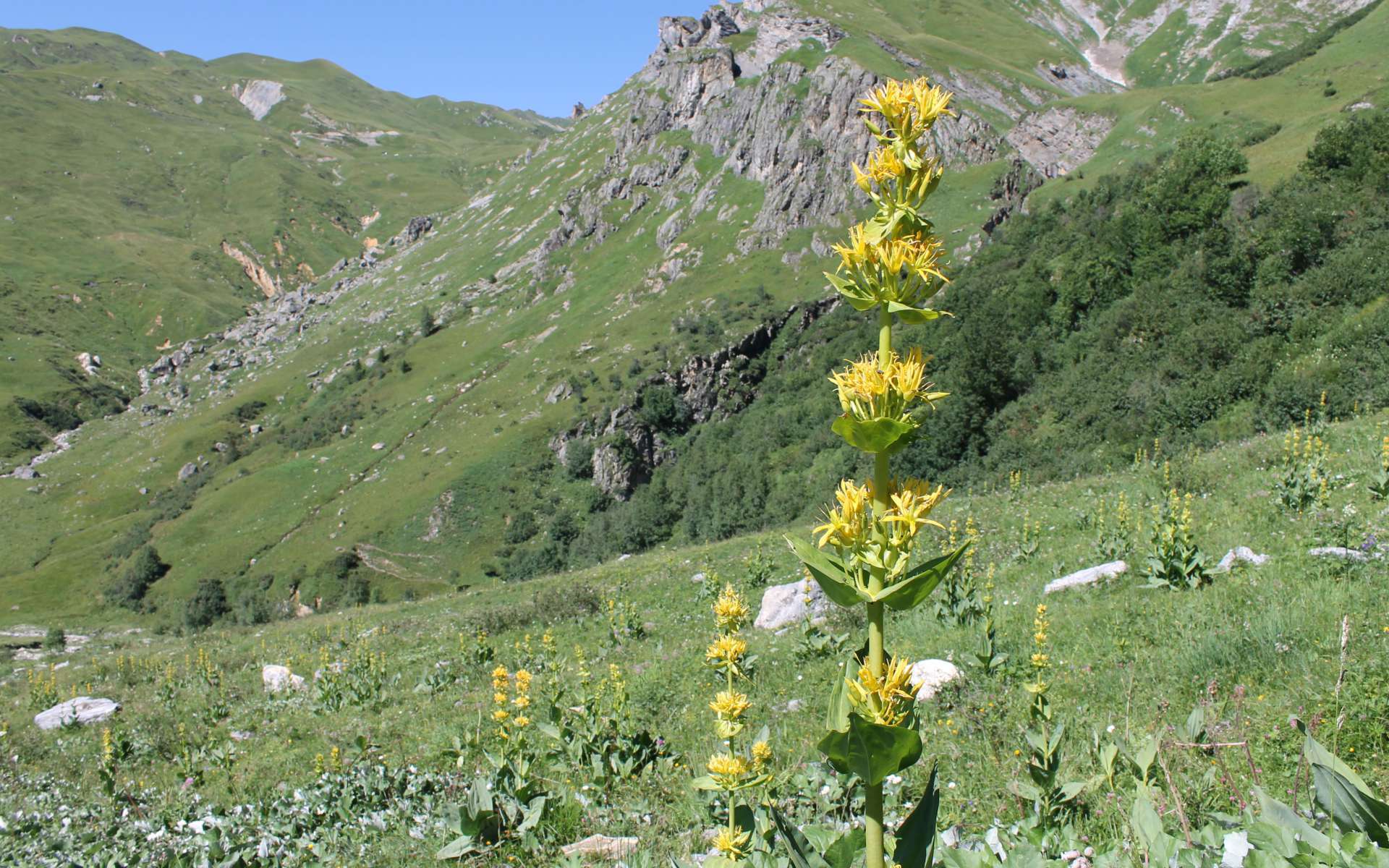 Gentiane jaune (Crédits : Léa Charbonnier)