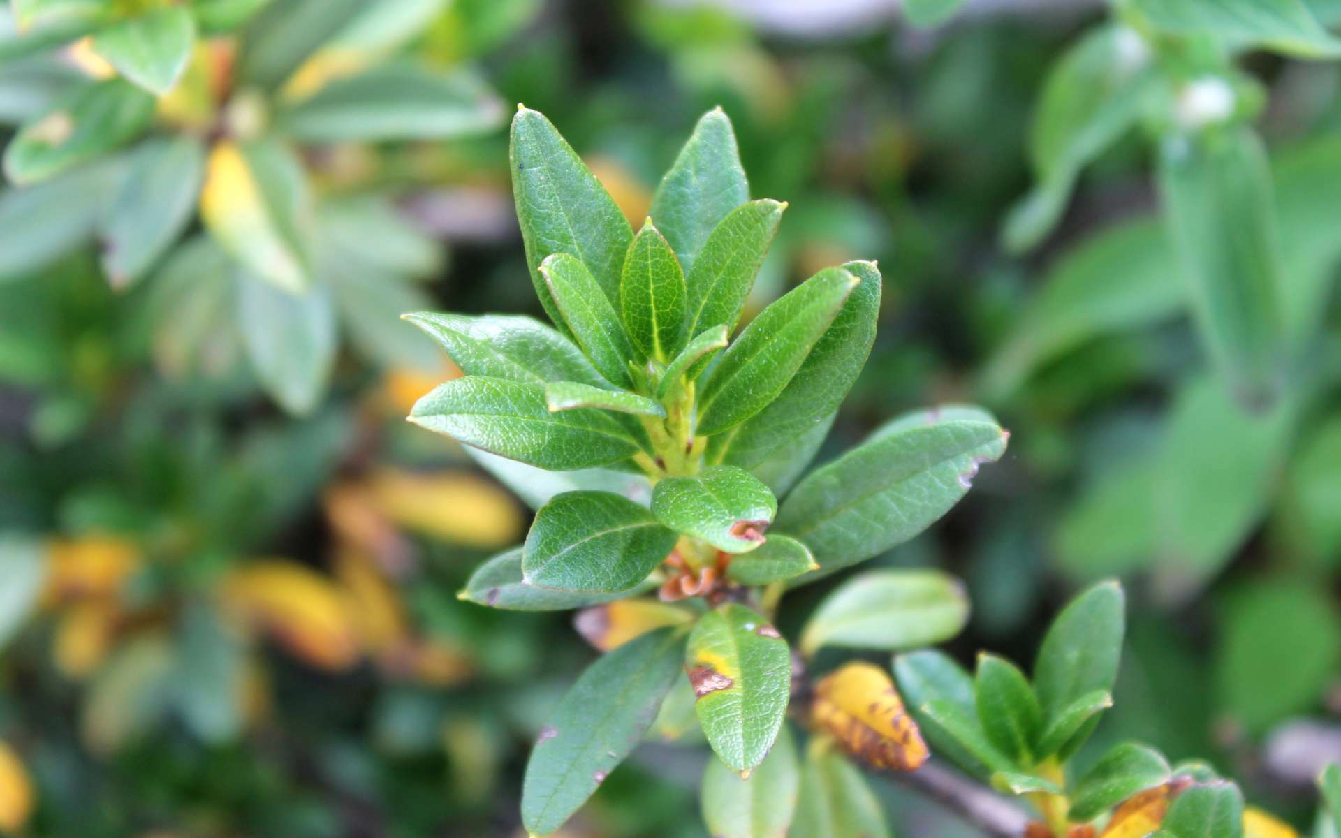 Rhododendron ferrugineux - feuilles (Crédits : Léa Charbonnier)