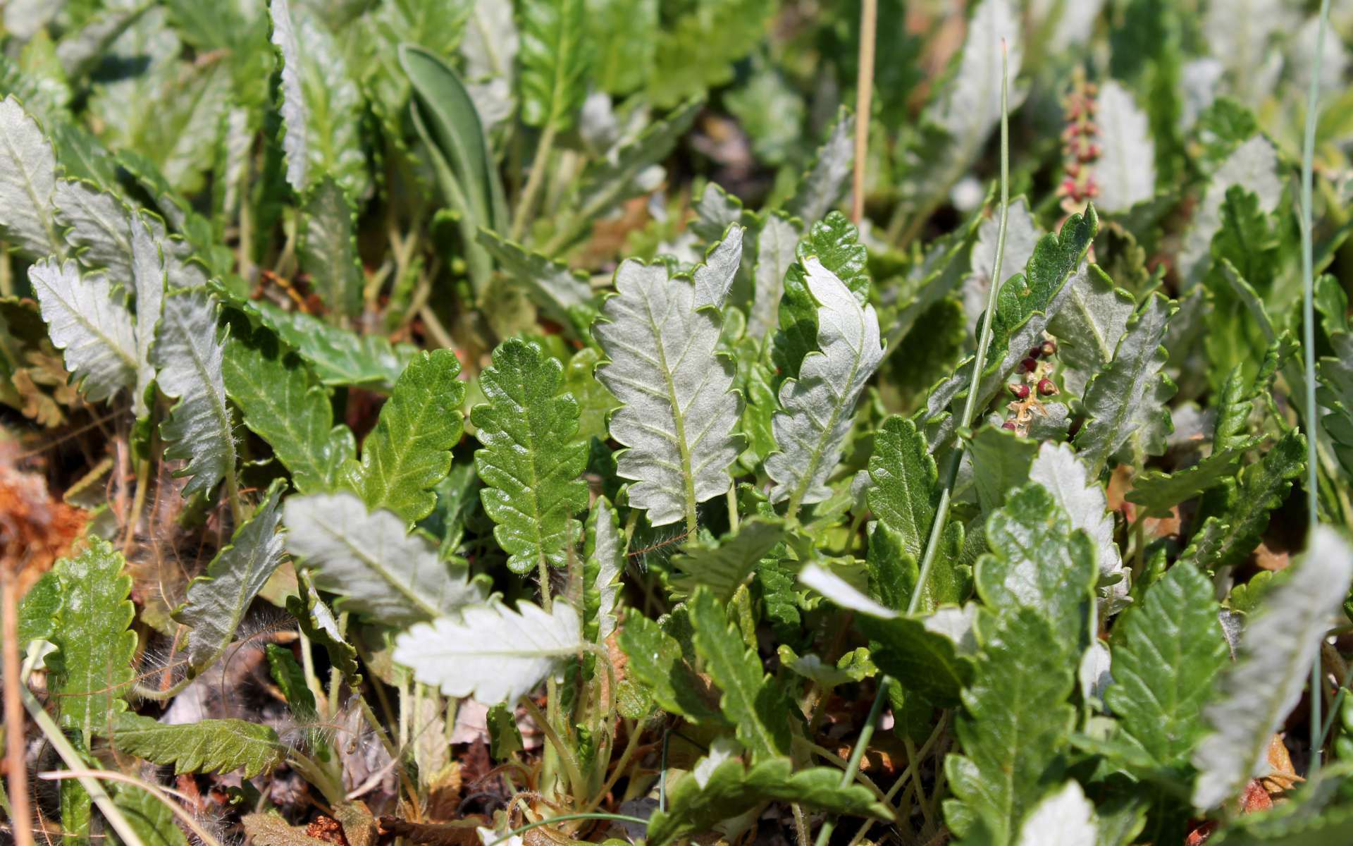 Dryade à huit pétales - feuilles (Crédits : Léa Charbonnier)