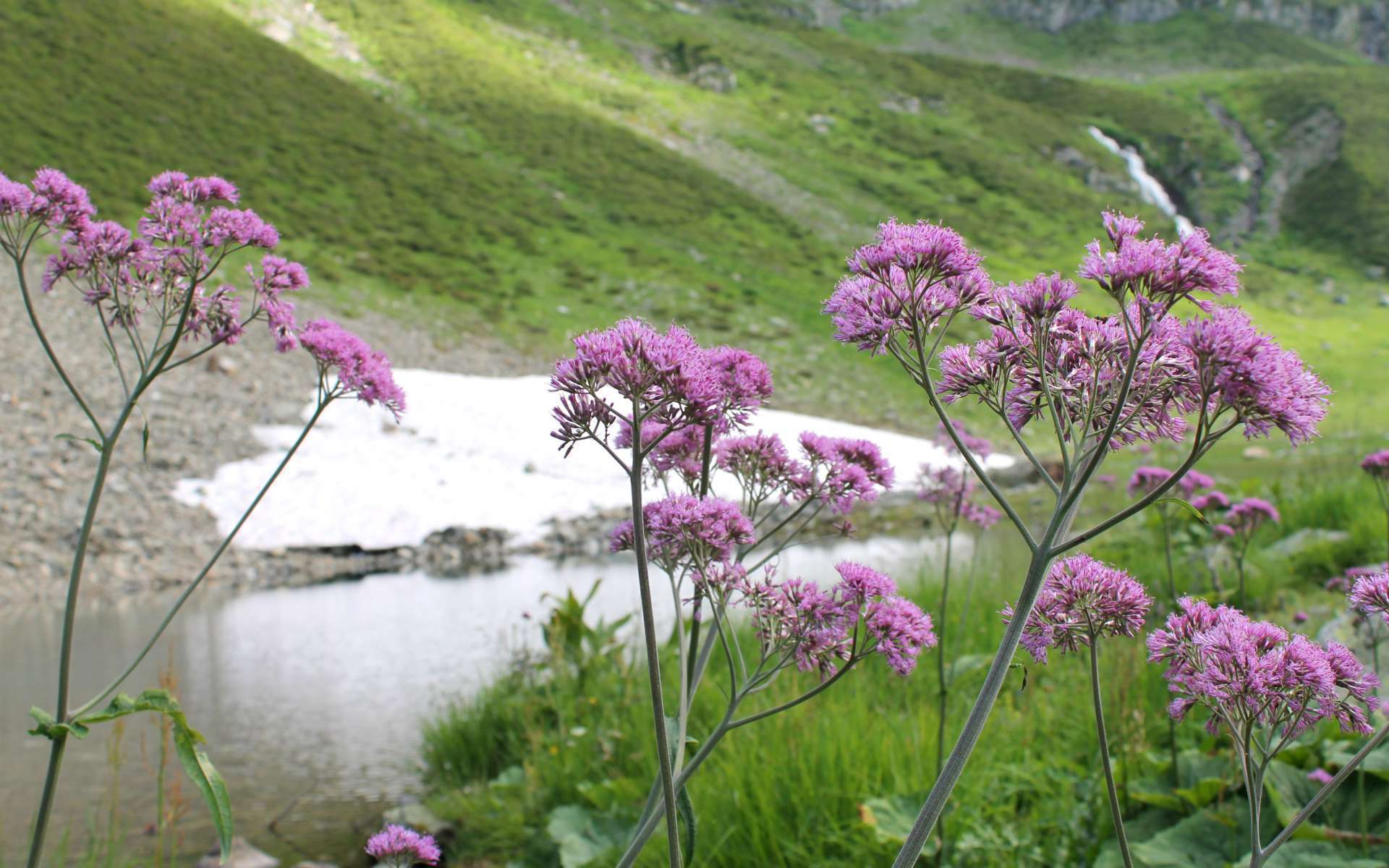 Adénostyle à feuilles d’alliaire (Crédits : Léa Charbonnier)