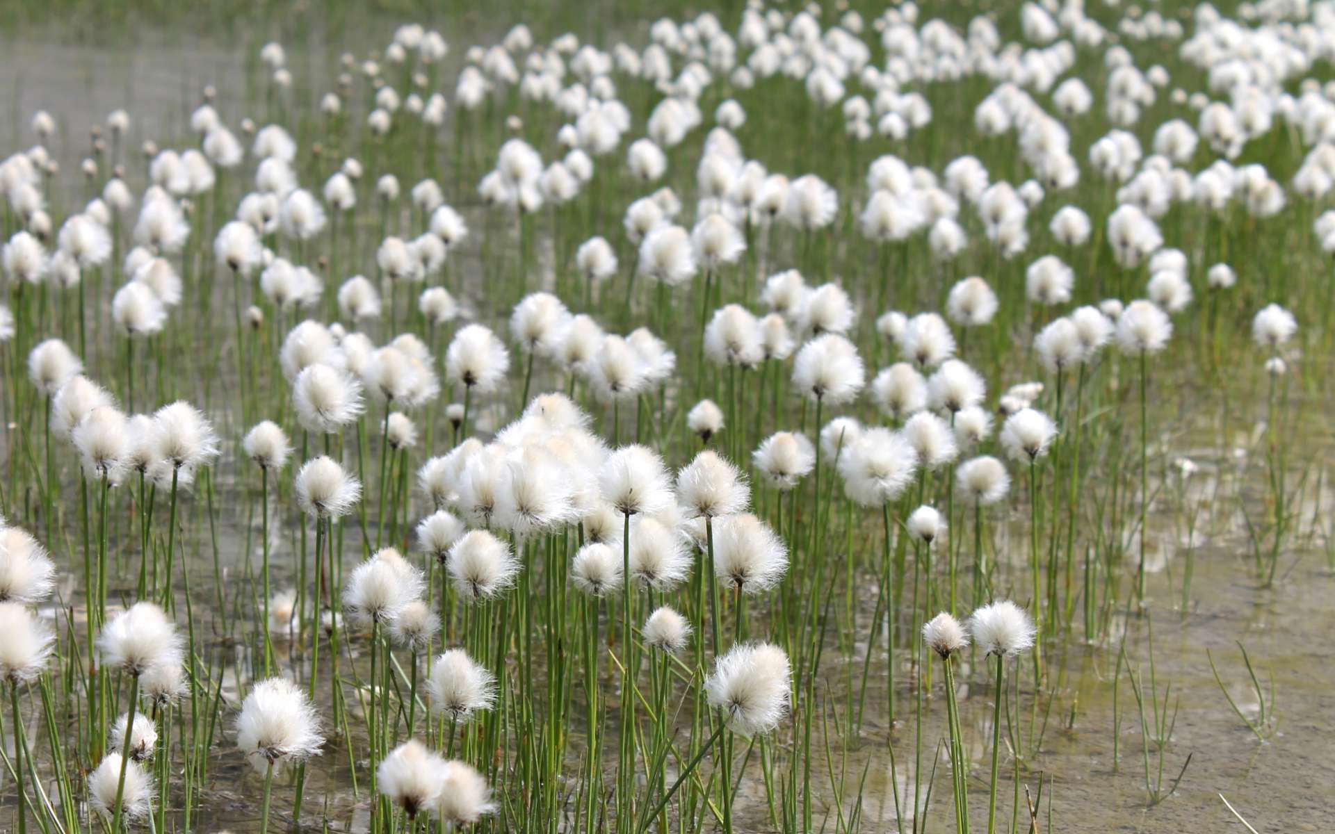 Linaigrette de Scheuchzer (Crédits : Léa Charbonnier)