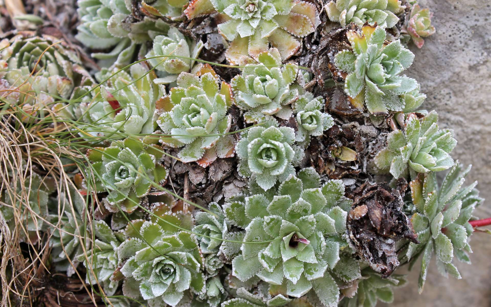 Saxifrage paniculée - rosettes de feuilles (Crédits : Léa Charbonnier)