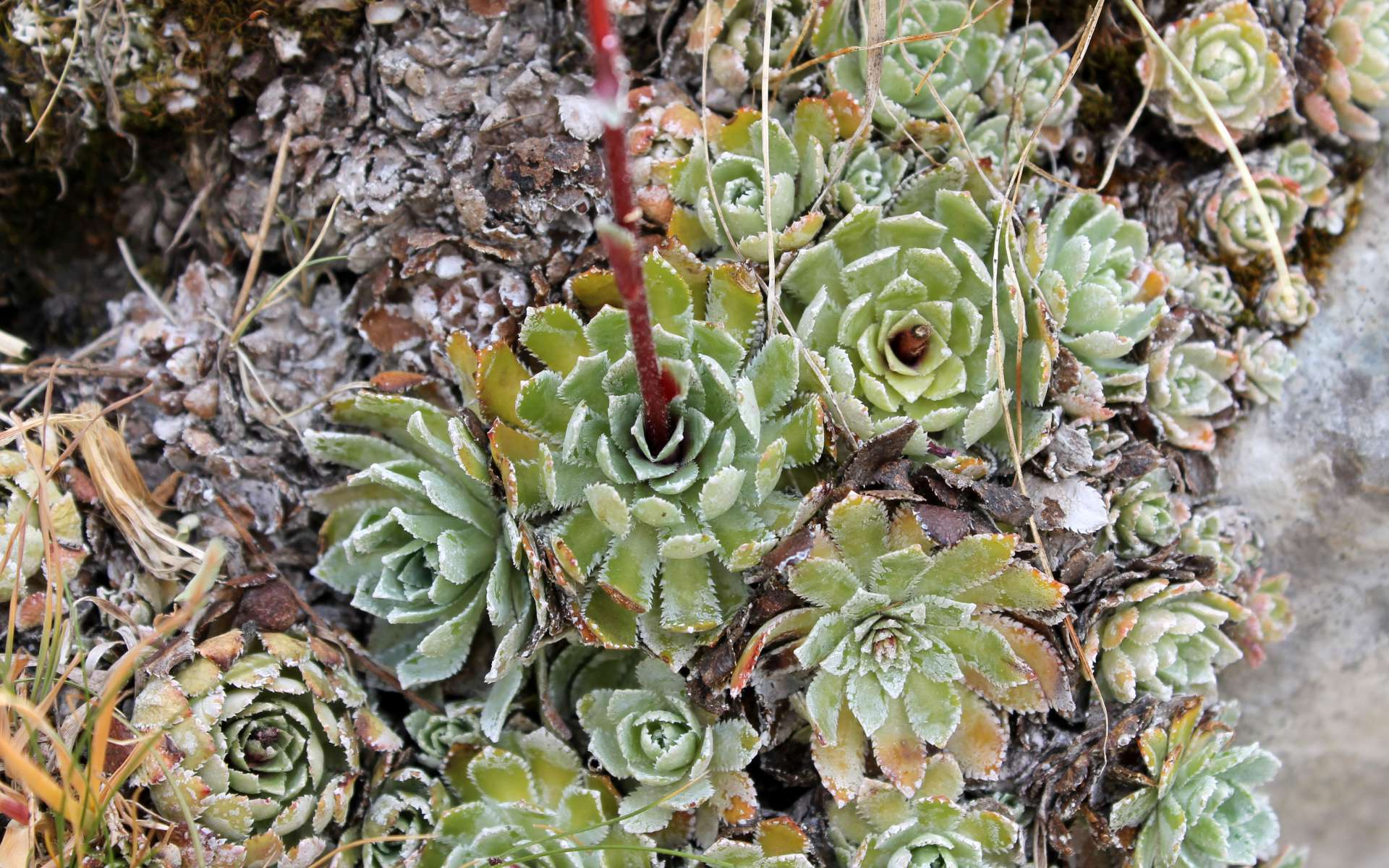 Saxifrage paniculée - rosettes de feuilles (Crédits : Léa Charbonnier)