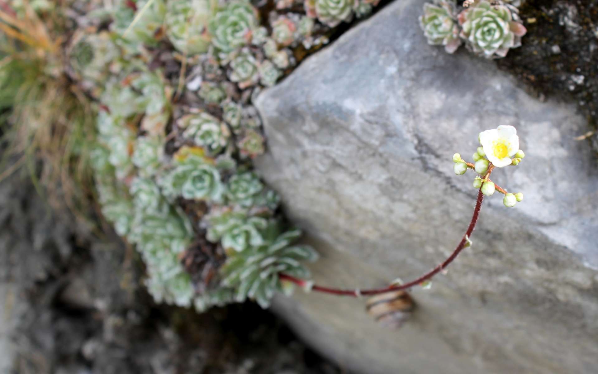 Saxifrage paniculée - vue d'ensemble (Crédits : Léa Charbonnier)