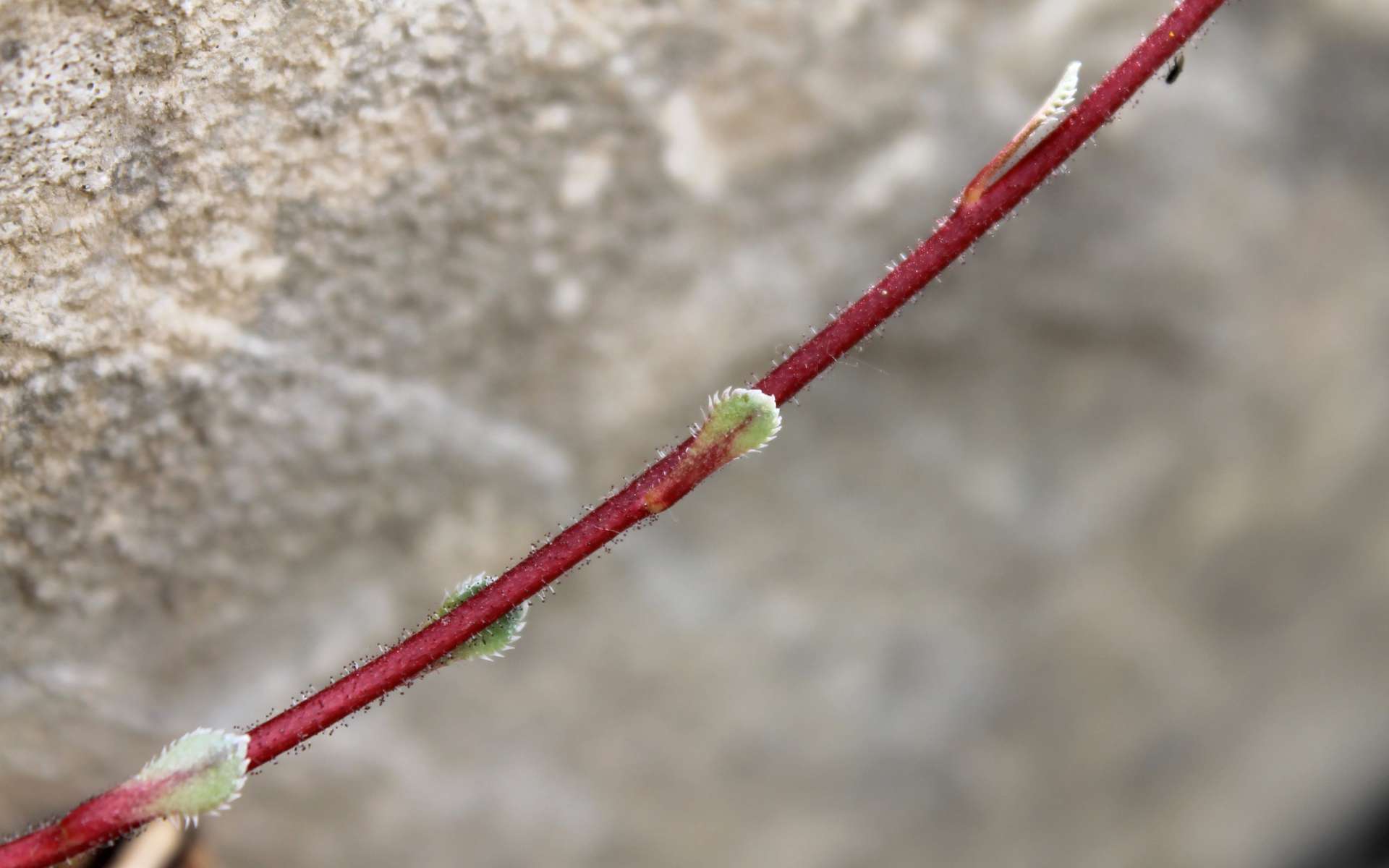 Saxifrage paniculée - tige et feuilles (Crédits : Léa Charbonnier)