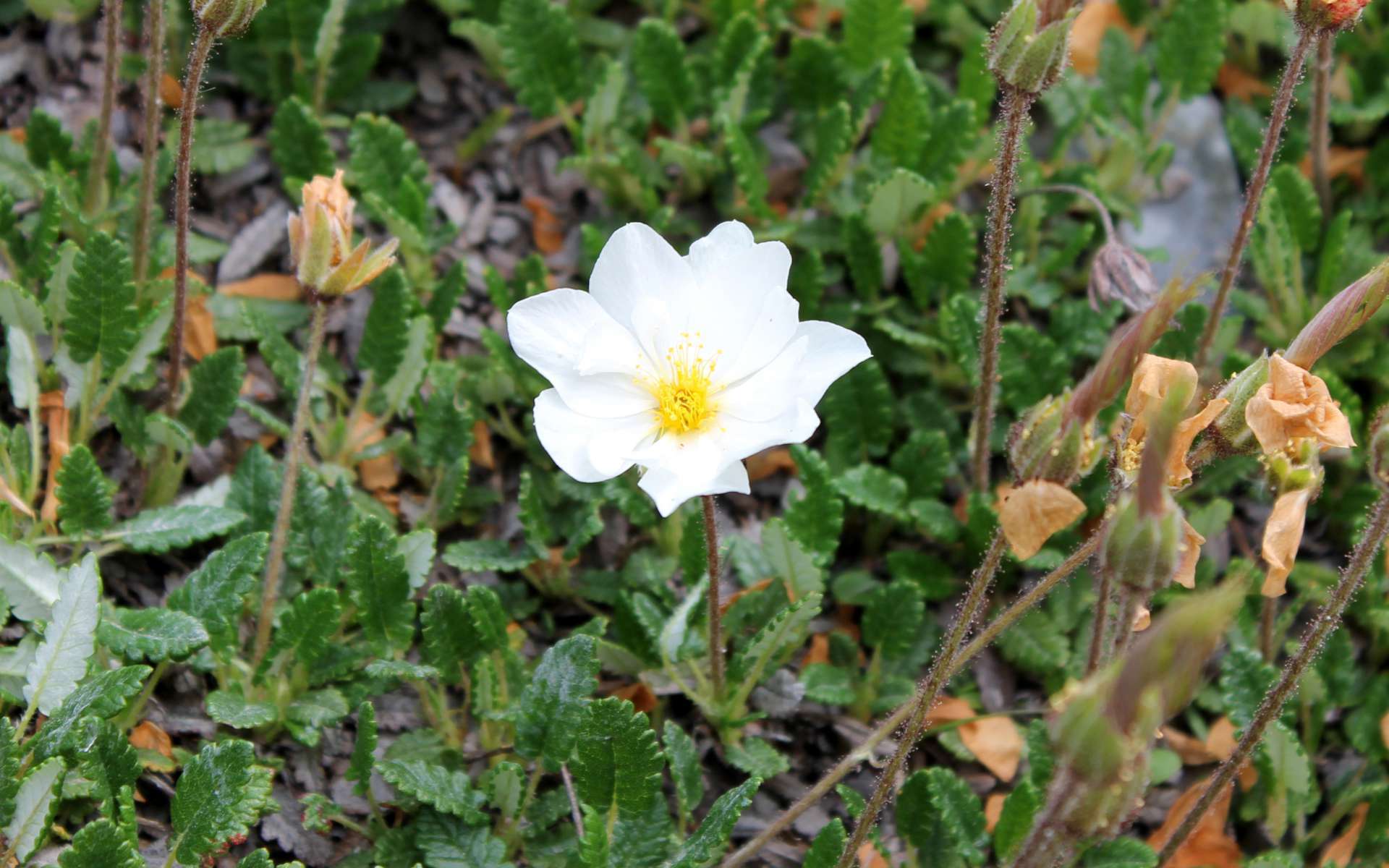 Dryade à huit pétales - fleur (Crédits : Léa Charbonnier)