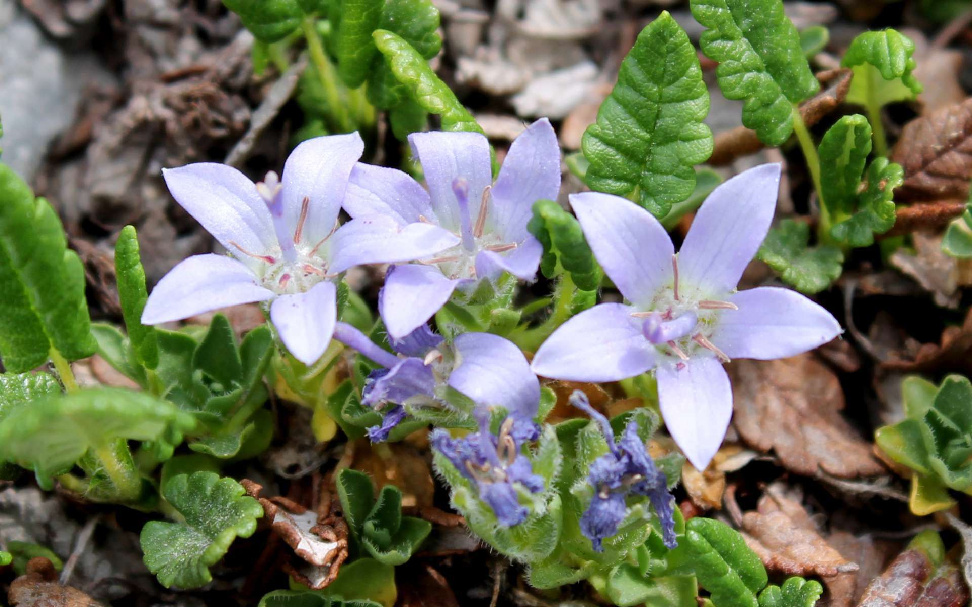 Campanule du Mont Cenis - fleurs (Crédits : Léa Charbonnier)