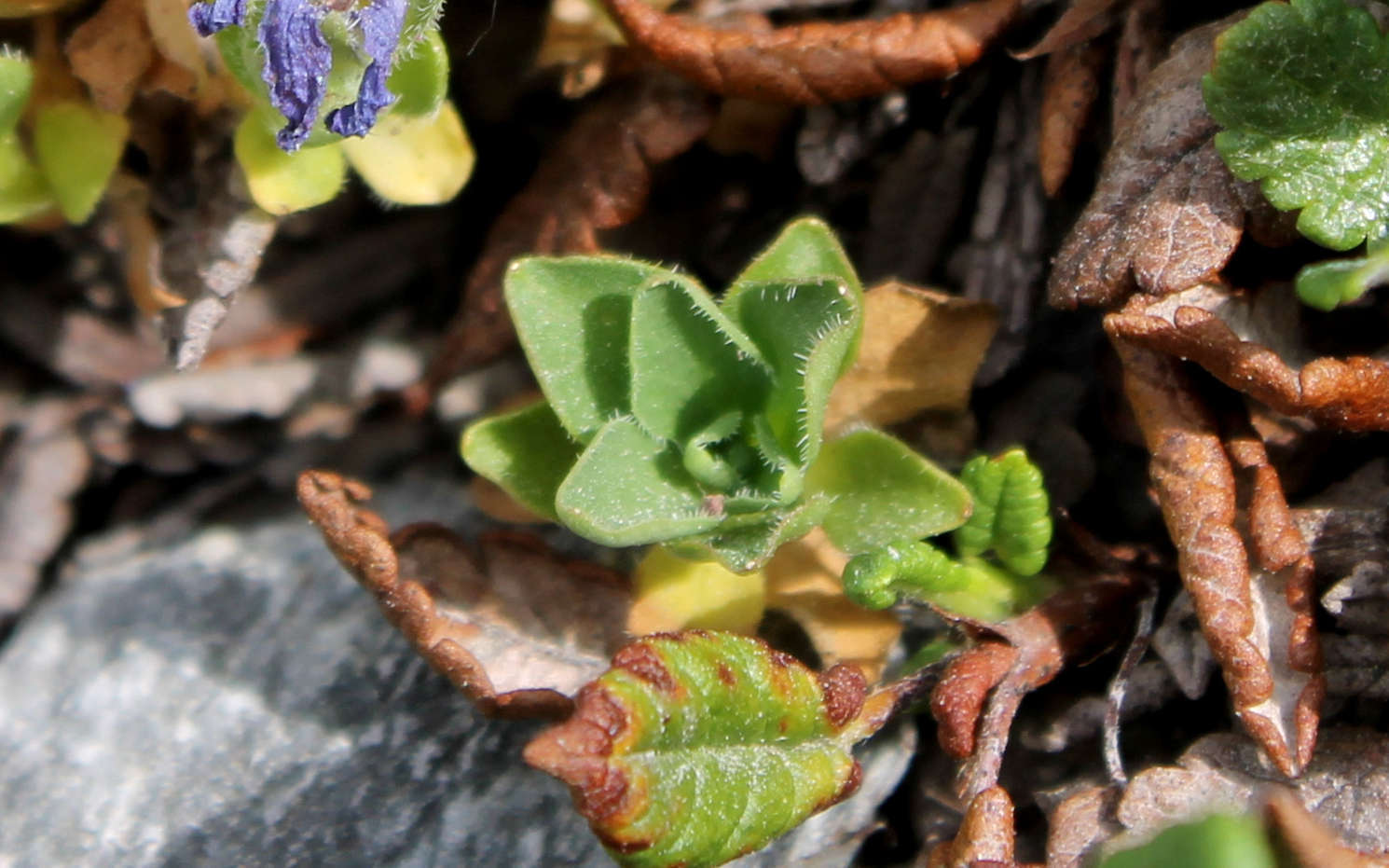 Campanule du Mont Cenis - feuilles en rosette (Crédits : Léa Charbonnier)