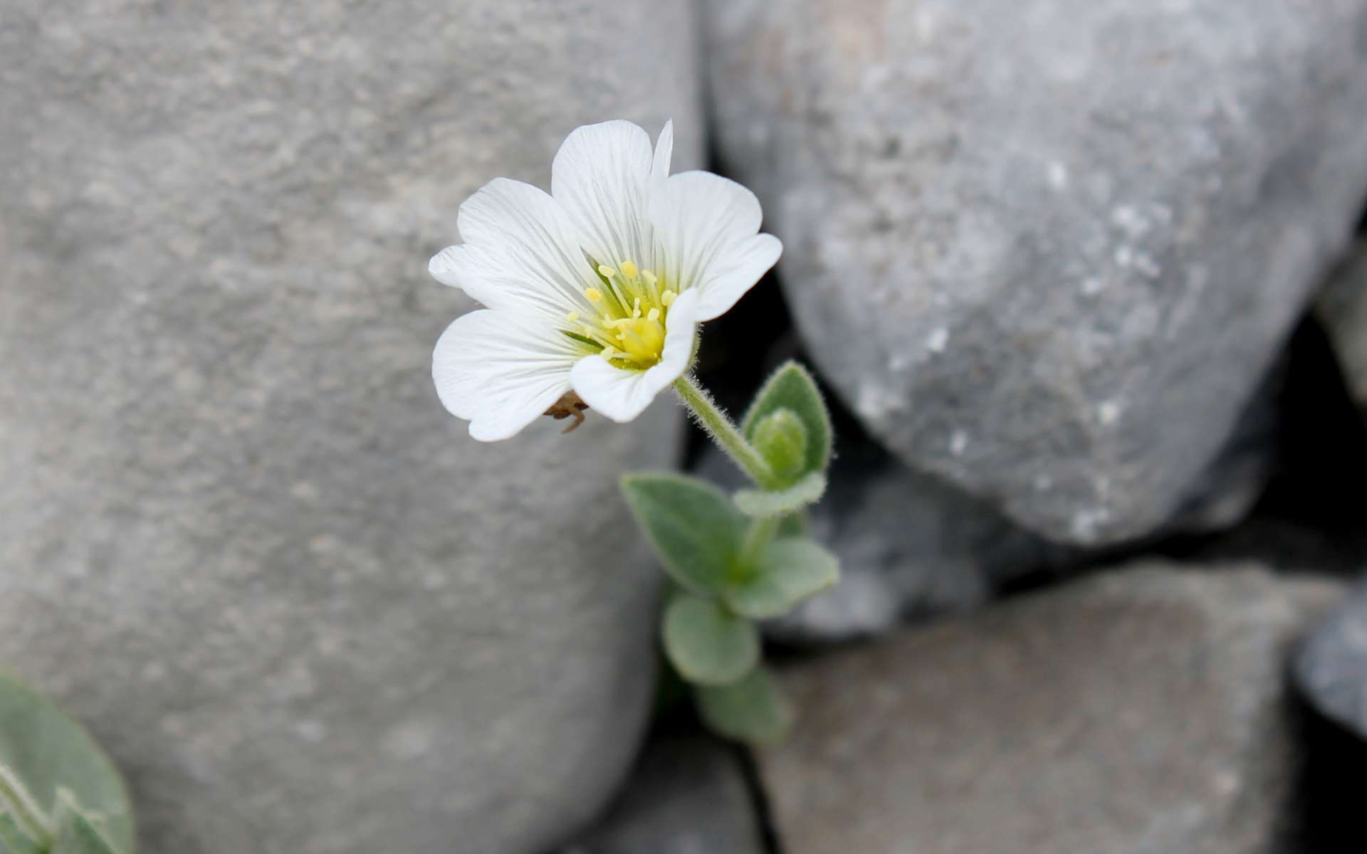 Céraiste à larges feuilles - fleur (Crédits : Léa Charbonnier)