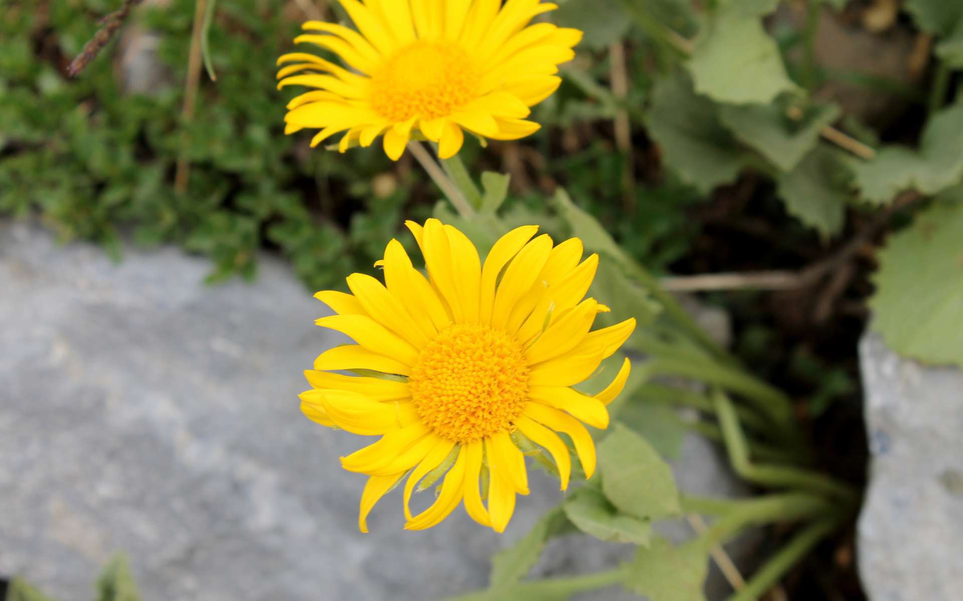 Doronic à grandes fleurs (Crédits : Léa Charbonnier)