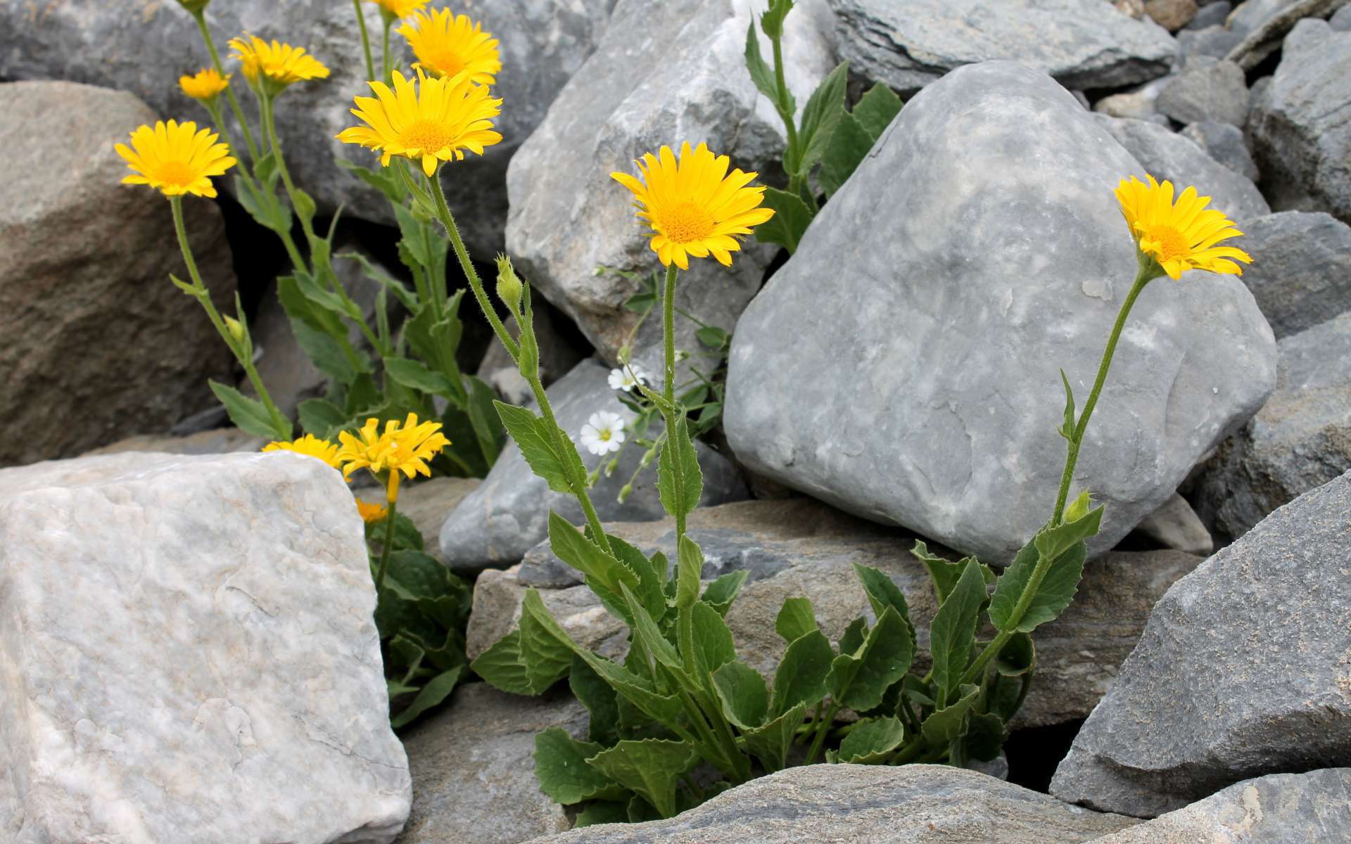 Doronic à grandes fleurs (Crédits : Léa Charbonnier)