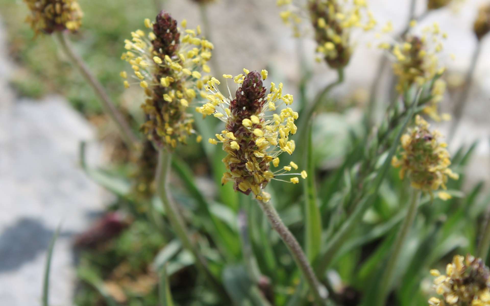 Plantain des Alpes - épi de fleurs (Crédits : Léa Charbonnier)