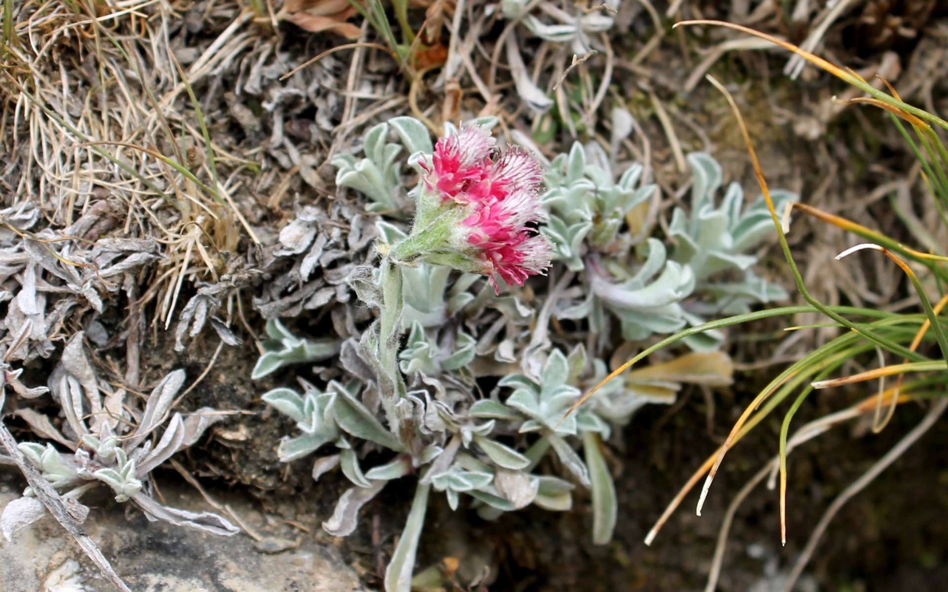 Pied de chat dioïque - fleurs femelles (Crédits : Léa Charbonnier)