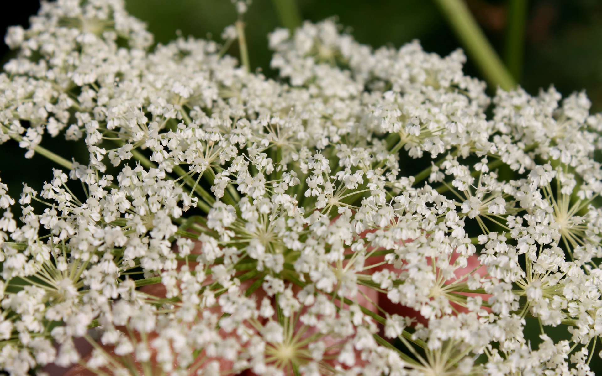 Impératoire - fleurs (Crédits : Léa Charbonnier)