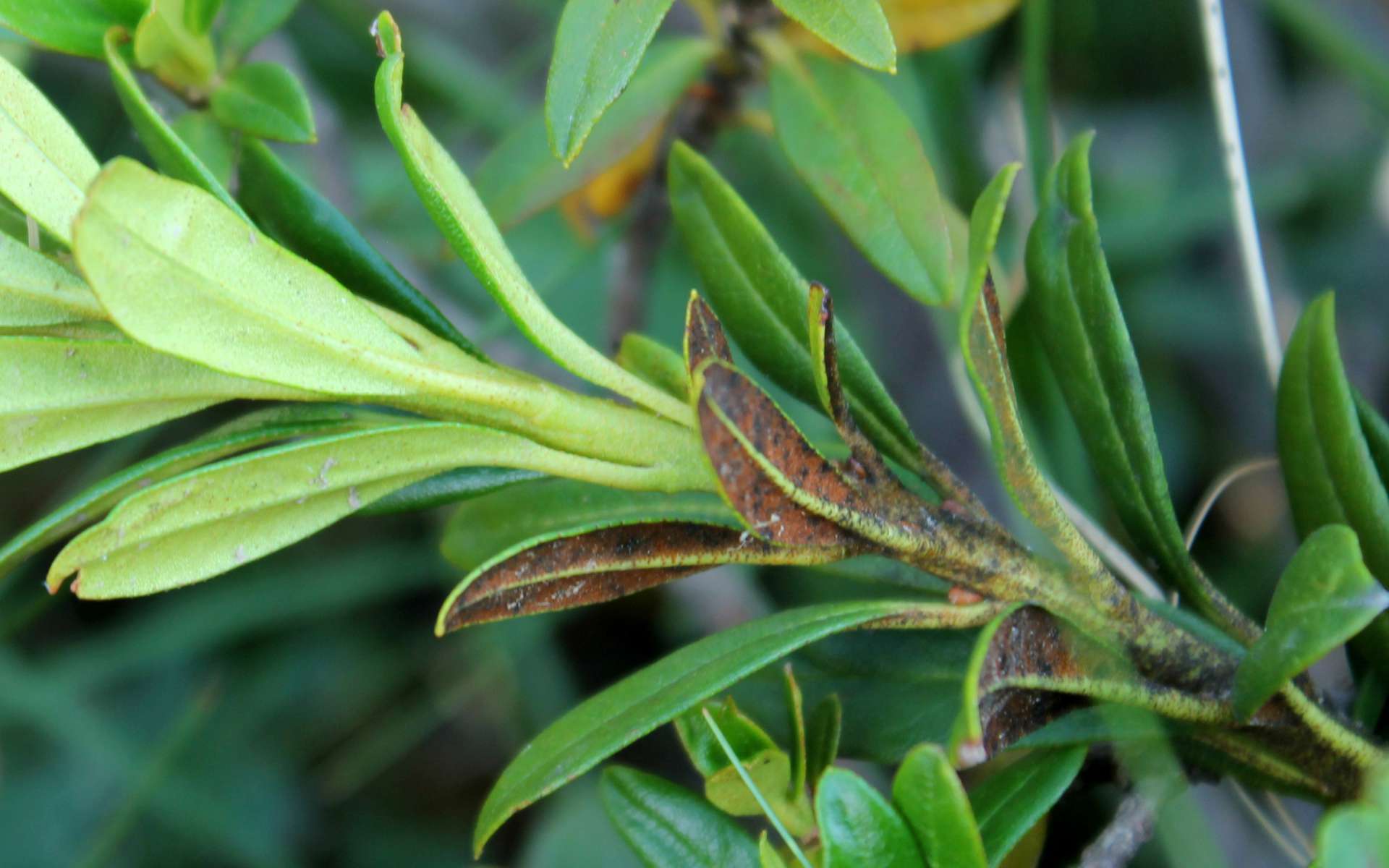 Rhododendron ferrugineux - dessous des feuilles (Crédits : Léa Charbonnier)