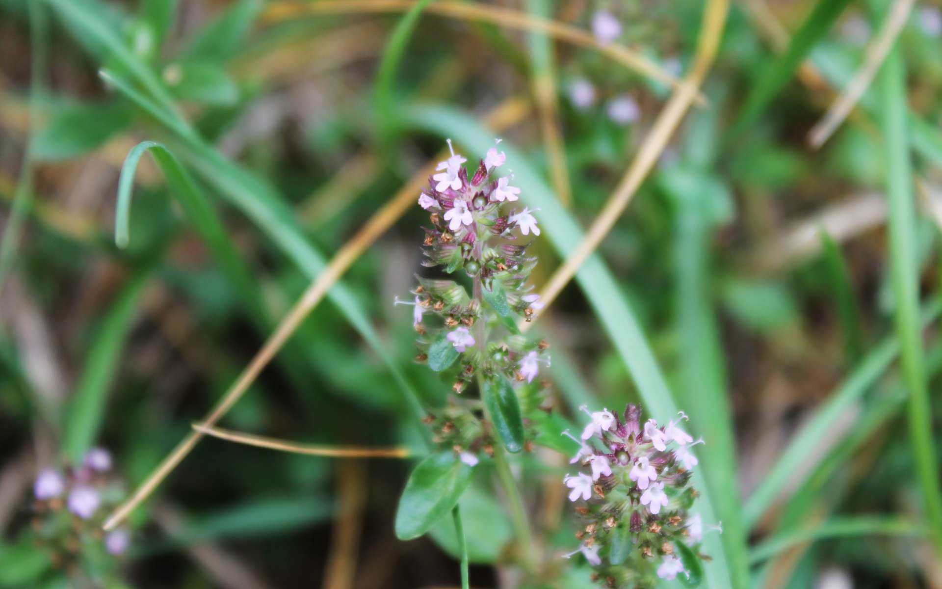 Thym à pilosité variable (Crédits : Léa Charbonnier)