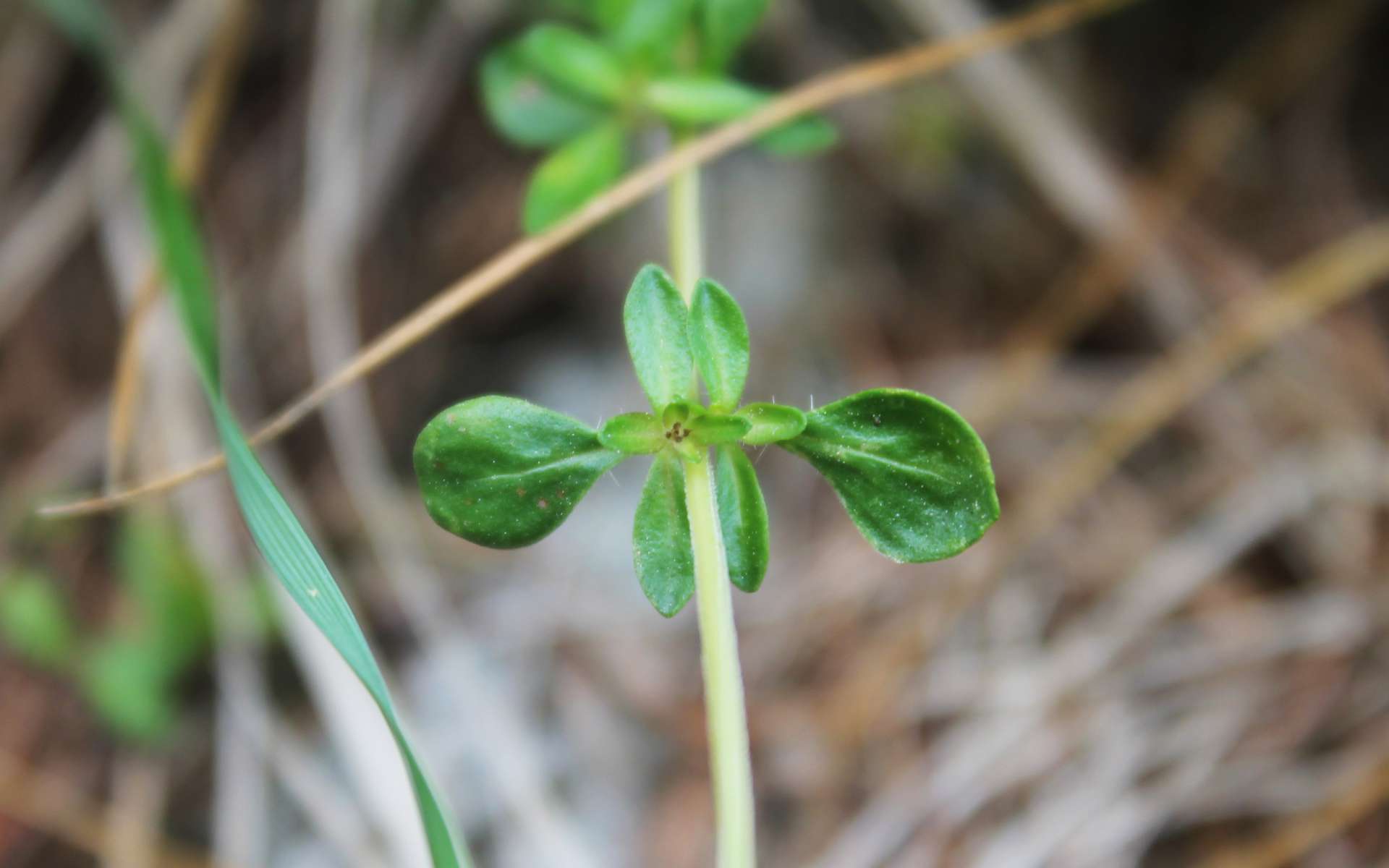 Thym à pilosité variable (Crédits : Léa Charbonnier)