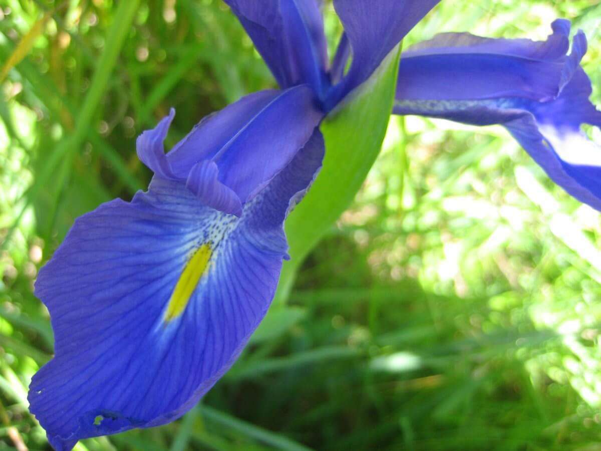 Iris des Pyrénées (crédits: evelyne Liauzun)