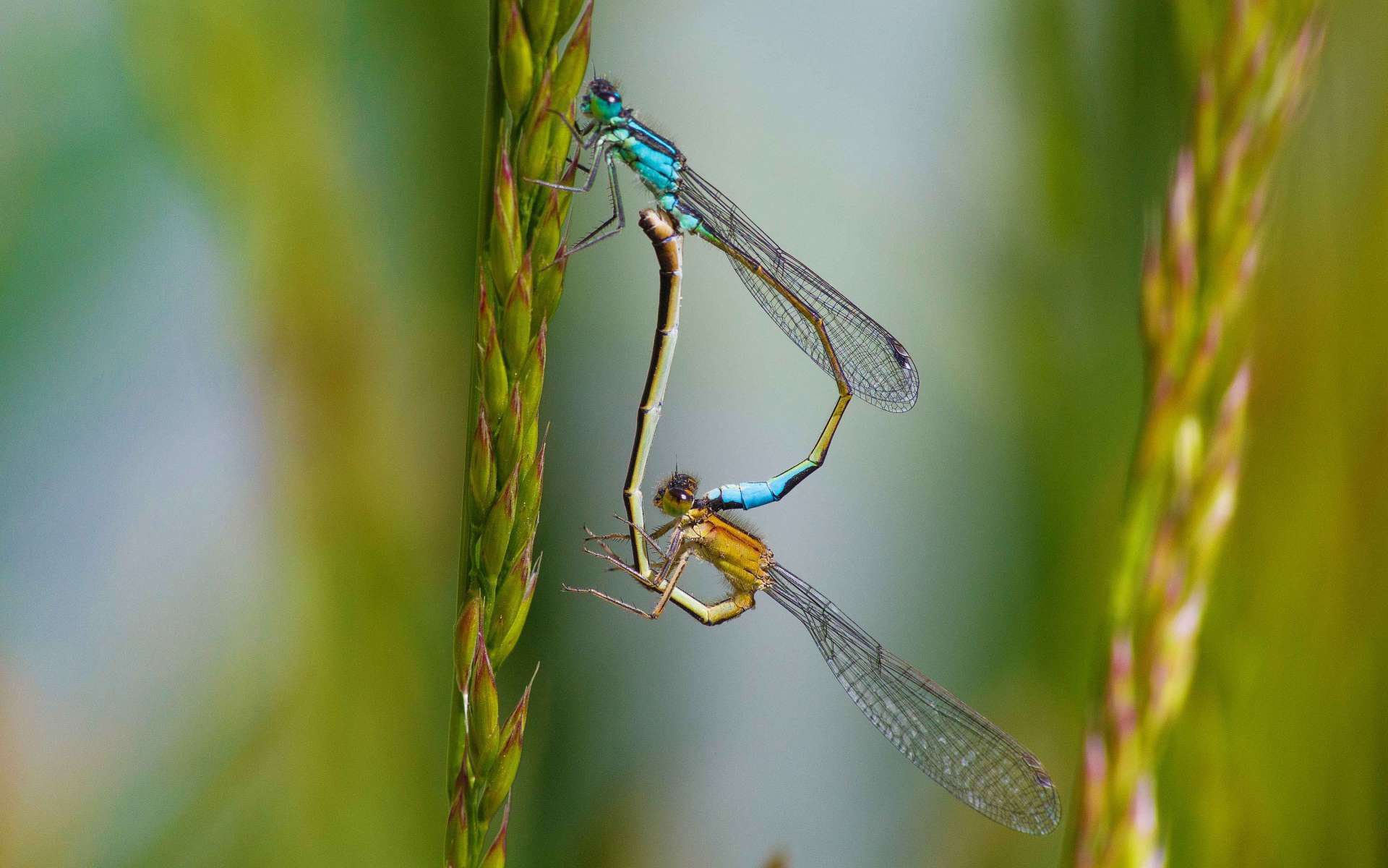 Ischnure élégant (Crédits : Maxime Raynal - flickr)