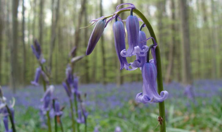 Jacinthe-des-bois--crédit-Ines-S.