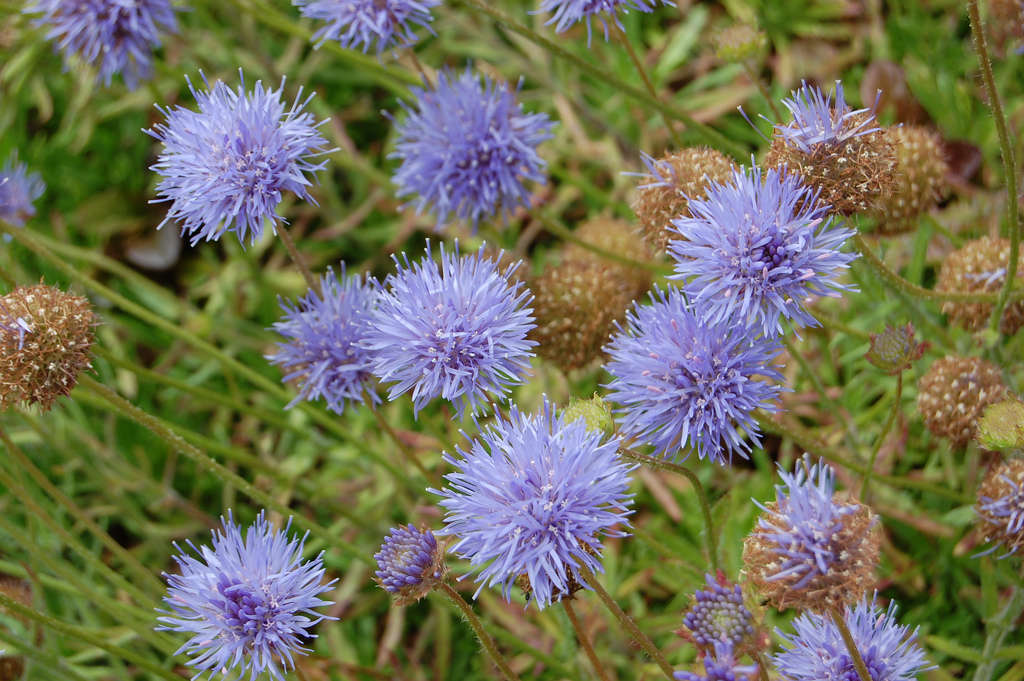 Jasione - (Crédit: faroutflora)