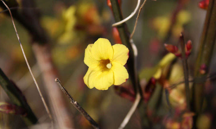 Jasmin jaune (Crédits : Alexandre Alapetite)