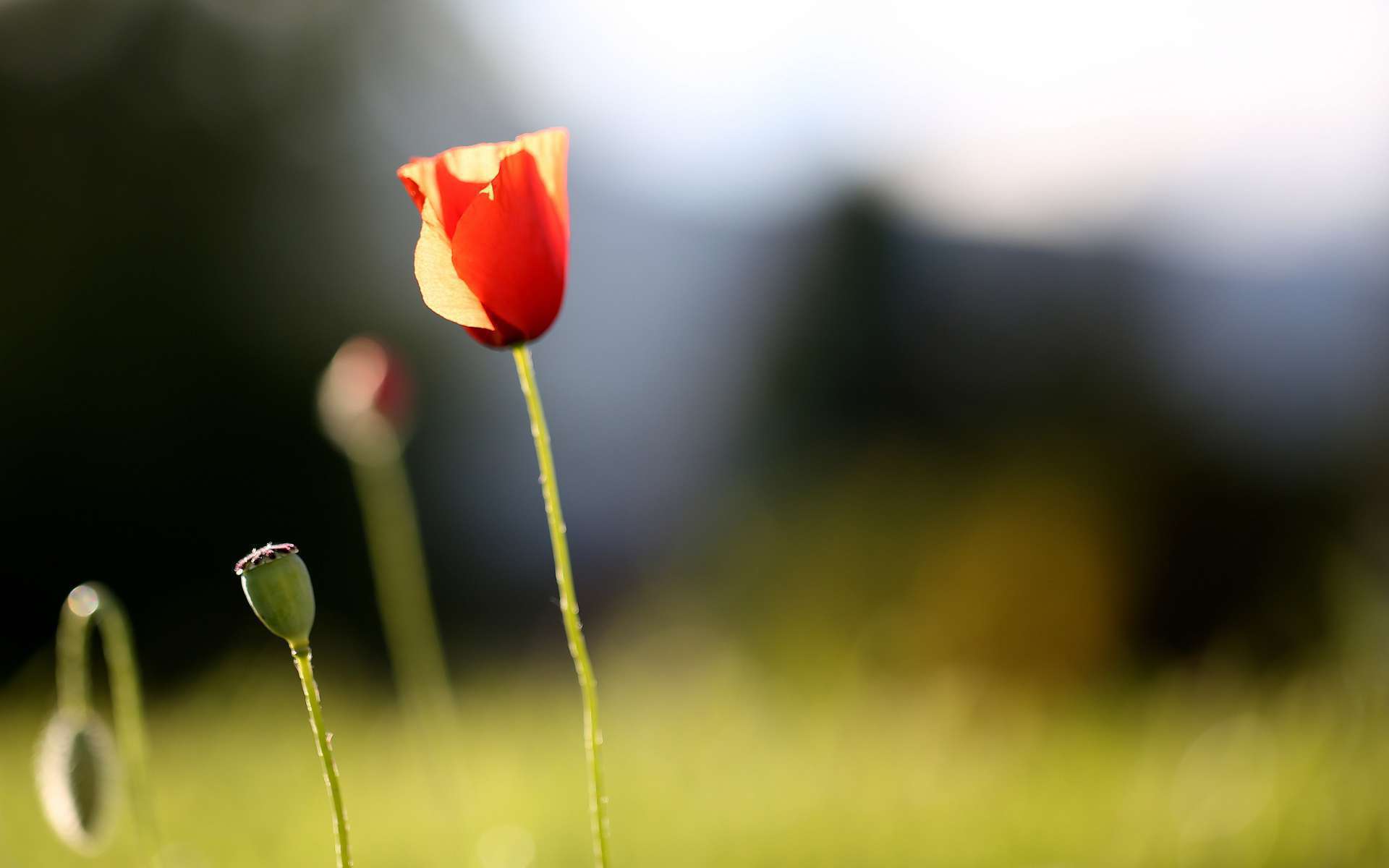 Coquelicot (Crédits : Jenny Downing)