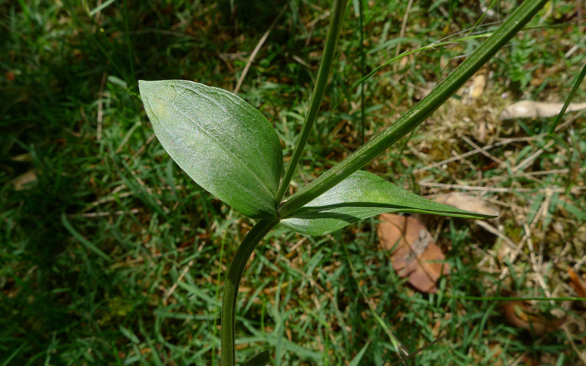 Petite centaurée - Feuilles - (Crédits : John Tann - Flickr)