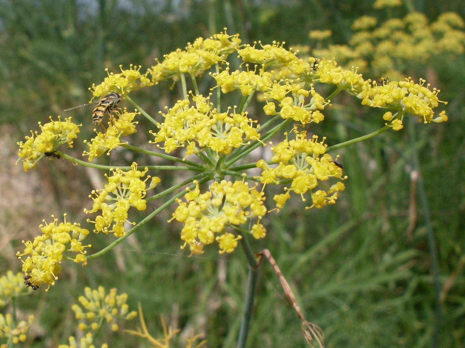 Fenouil commun (Foeniculum vulgare) © John Tann - Flickr