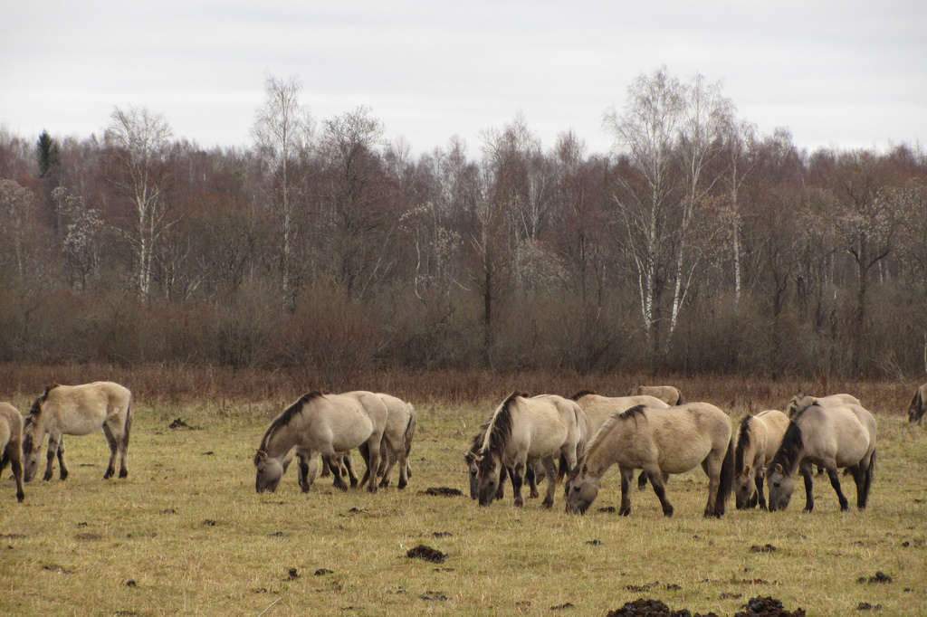 Konik polski