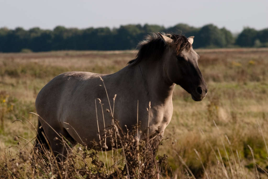 Konik polski