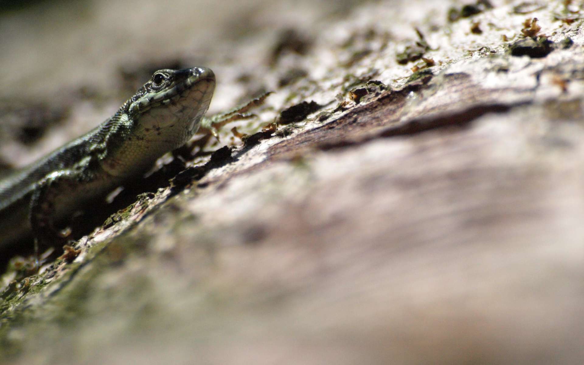 Lézard des murailles (crédits : Sabine Meneut)