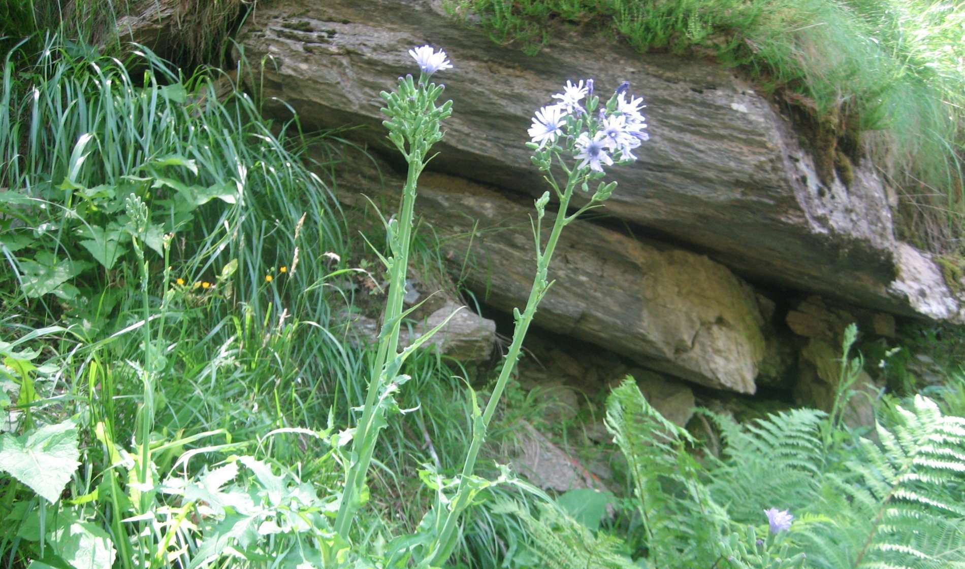 Laitue de plumier (crédits:evelyne Liauzun)