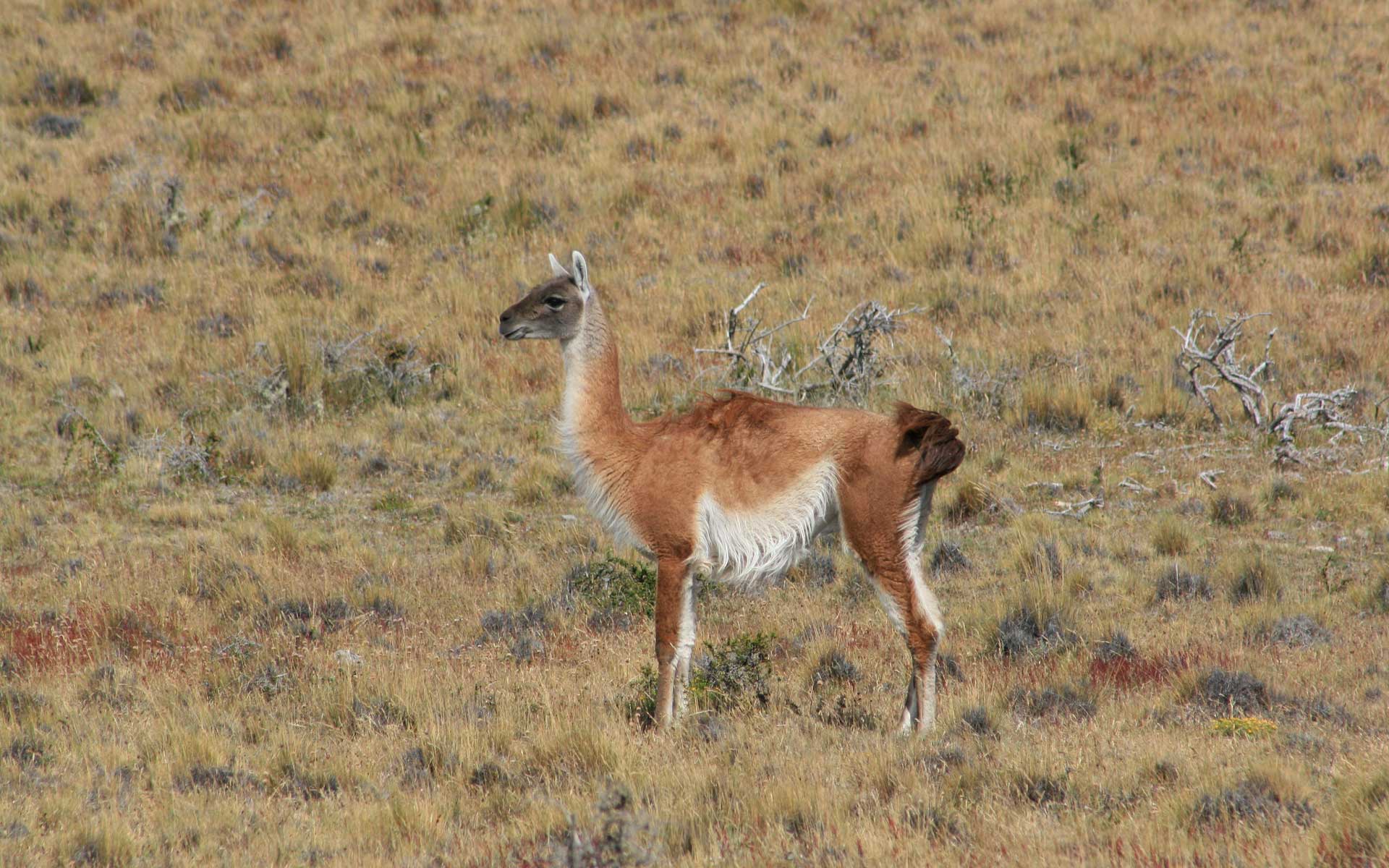 Lama-crédit-André-Barreto-web