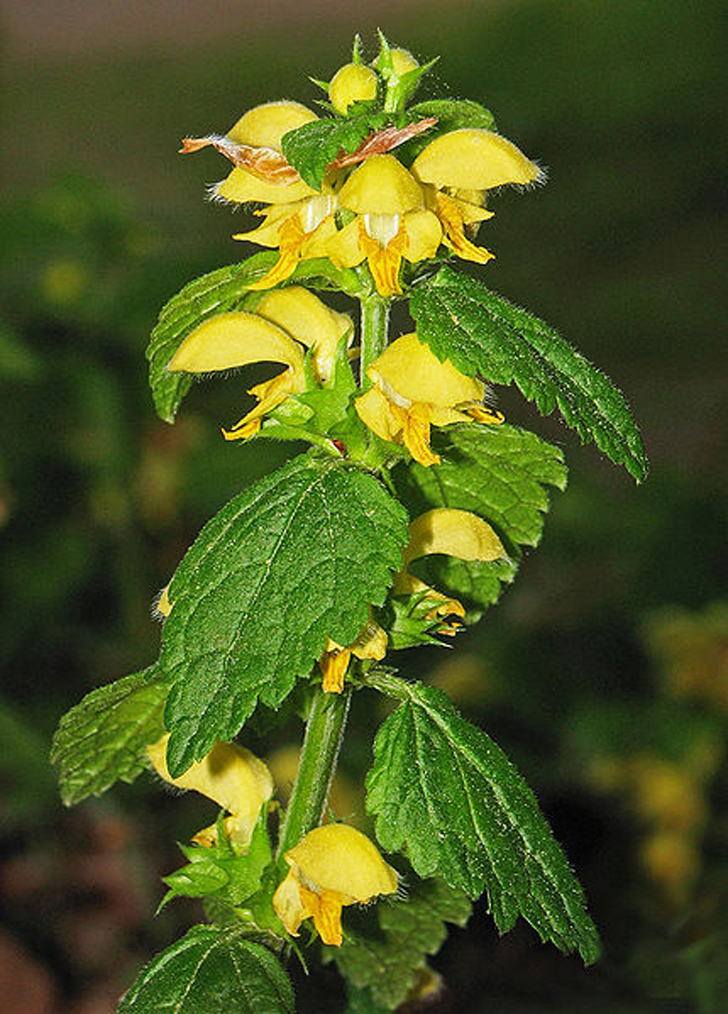 Ortie jaune (crédits Darkone)