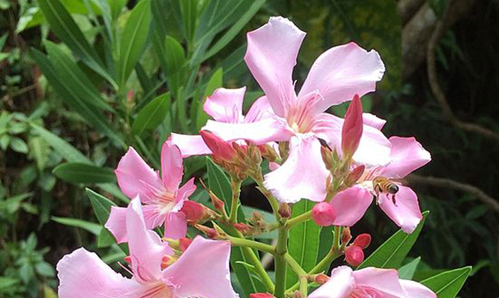 Nerium oleander (crédit: Saga70)